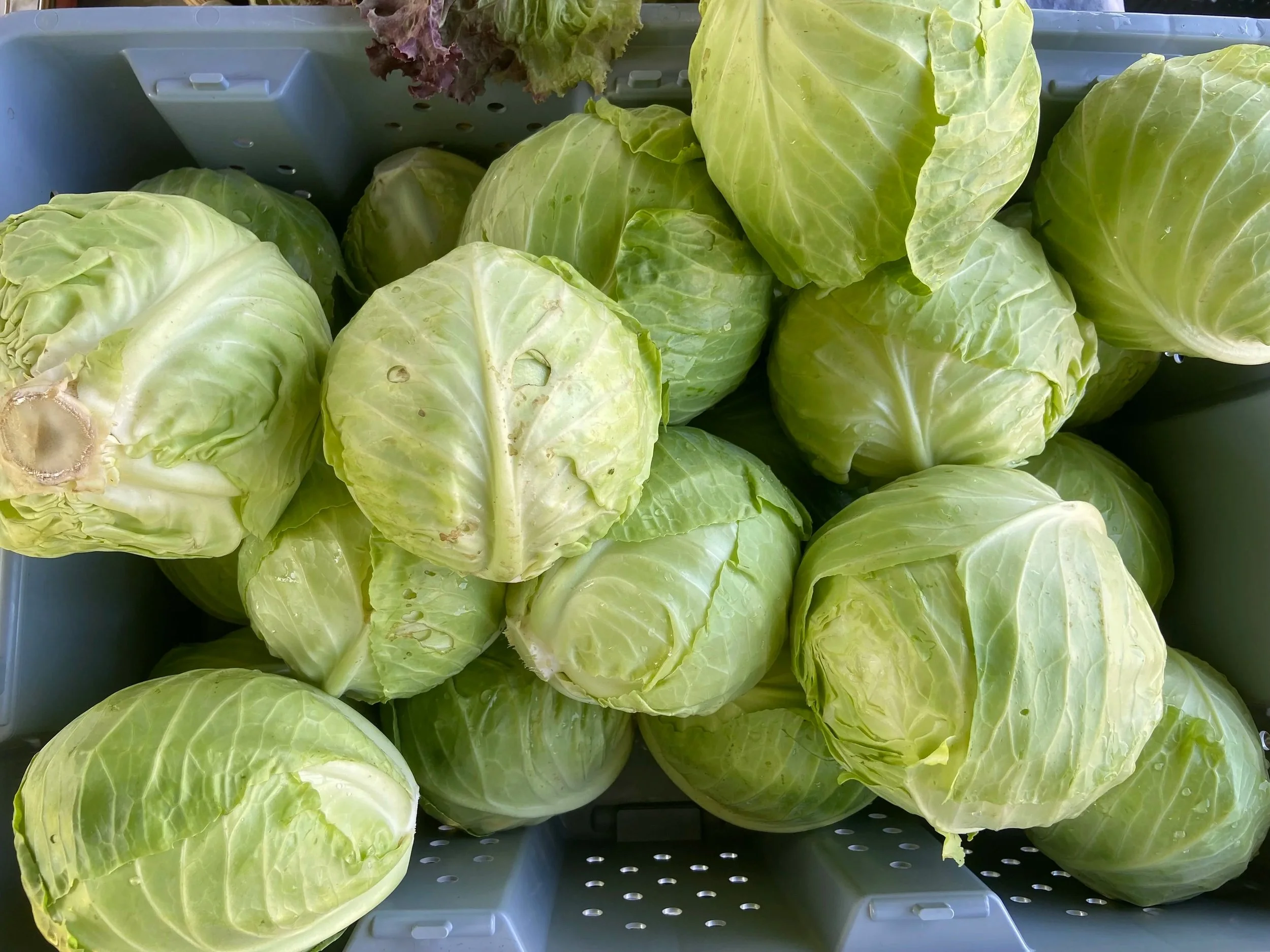 cabbages.jpg