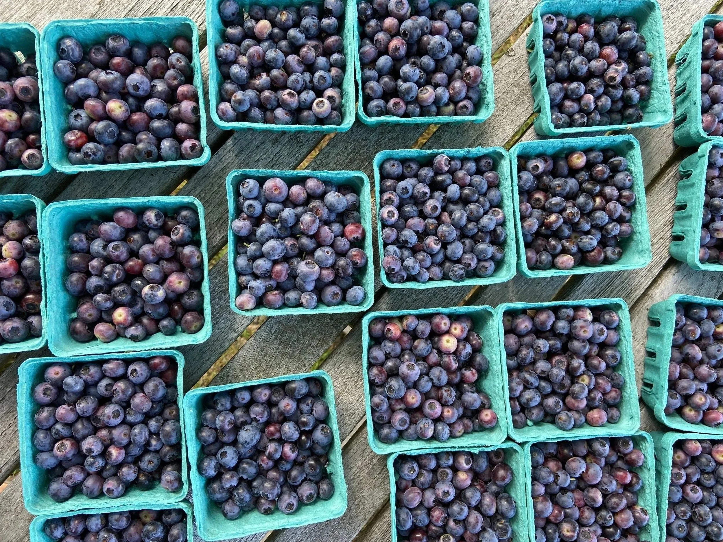 Blueberries.jpg