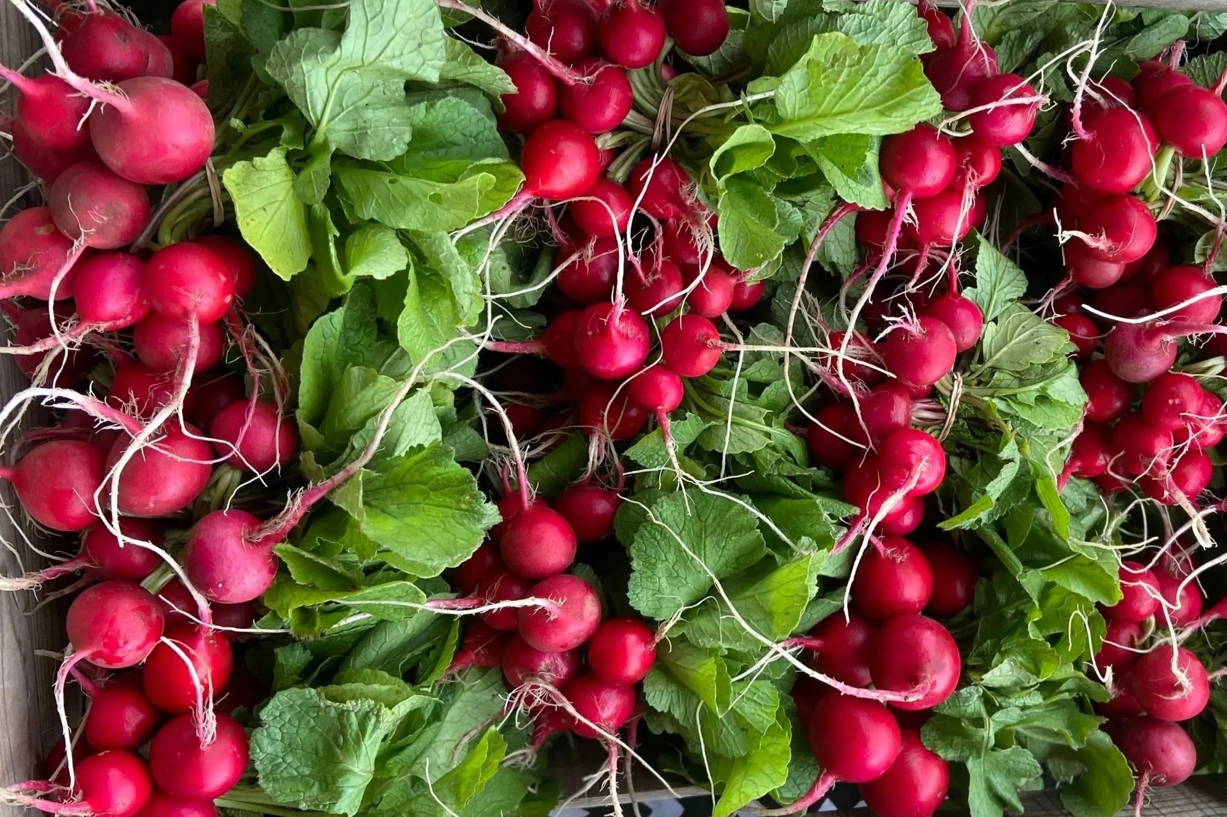 radishes.jpg