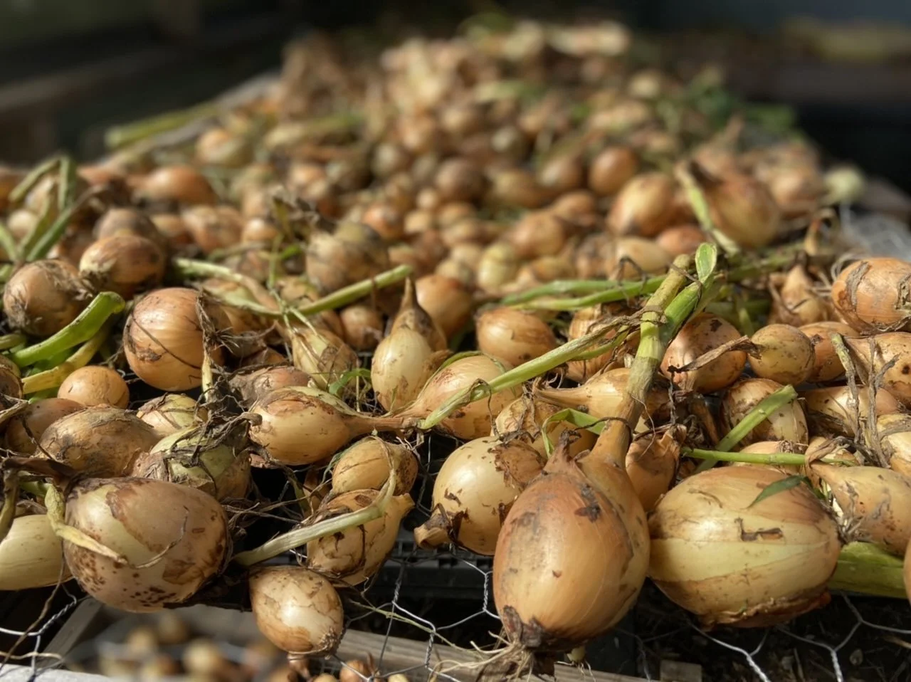 Onions.jpg