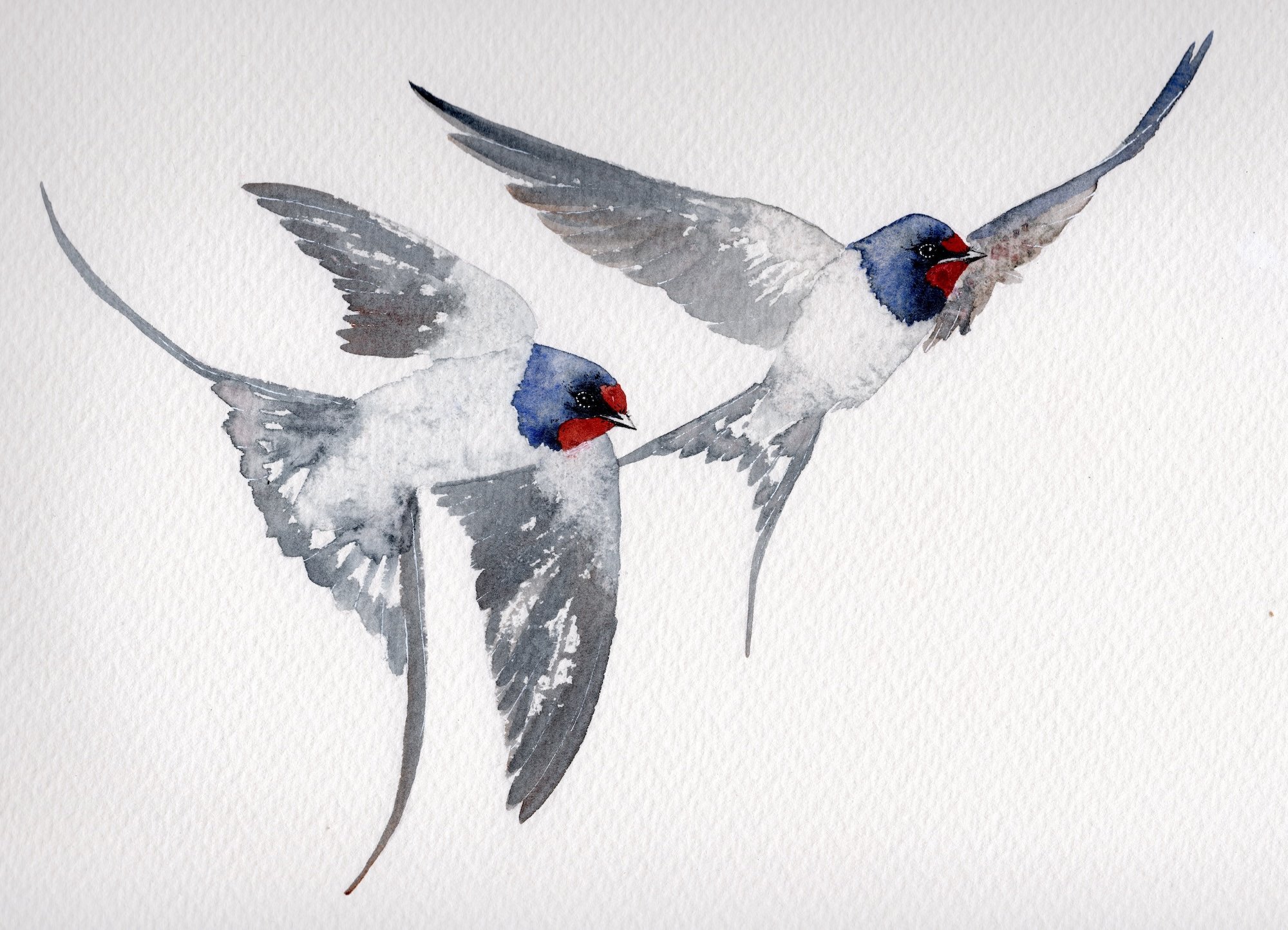 Feathers & Fields – a pop-up exhibition by Cat Barrett