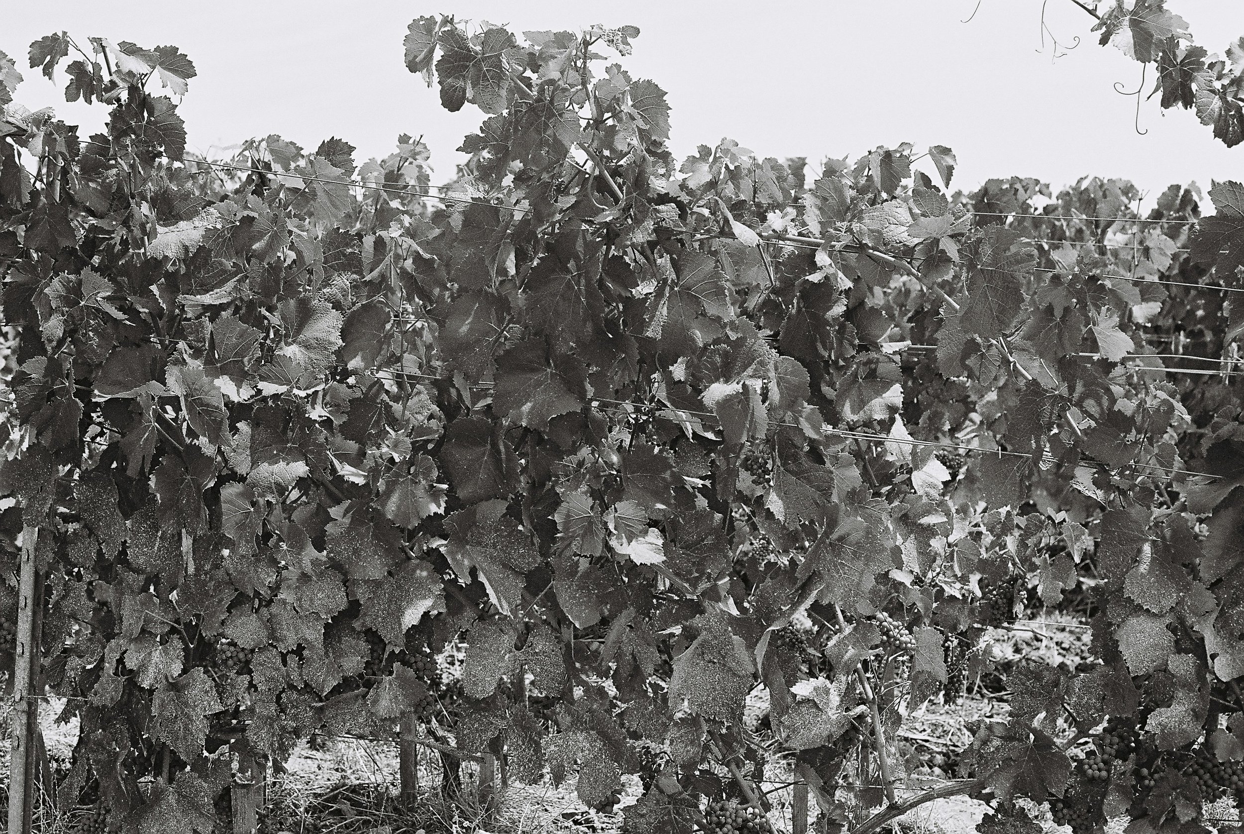A black-and-white film photograph of one vineyard row, see up close. Broad speckled grape leaves fill the frame, held up by taut trellis wires and metal post on the left.
