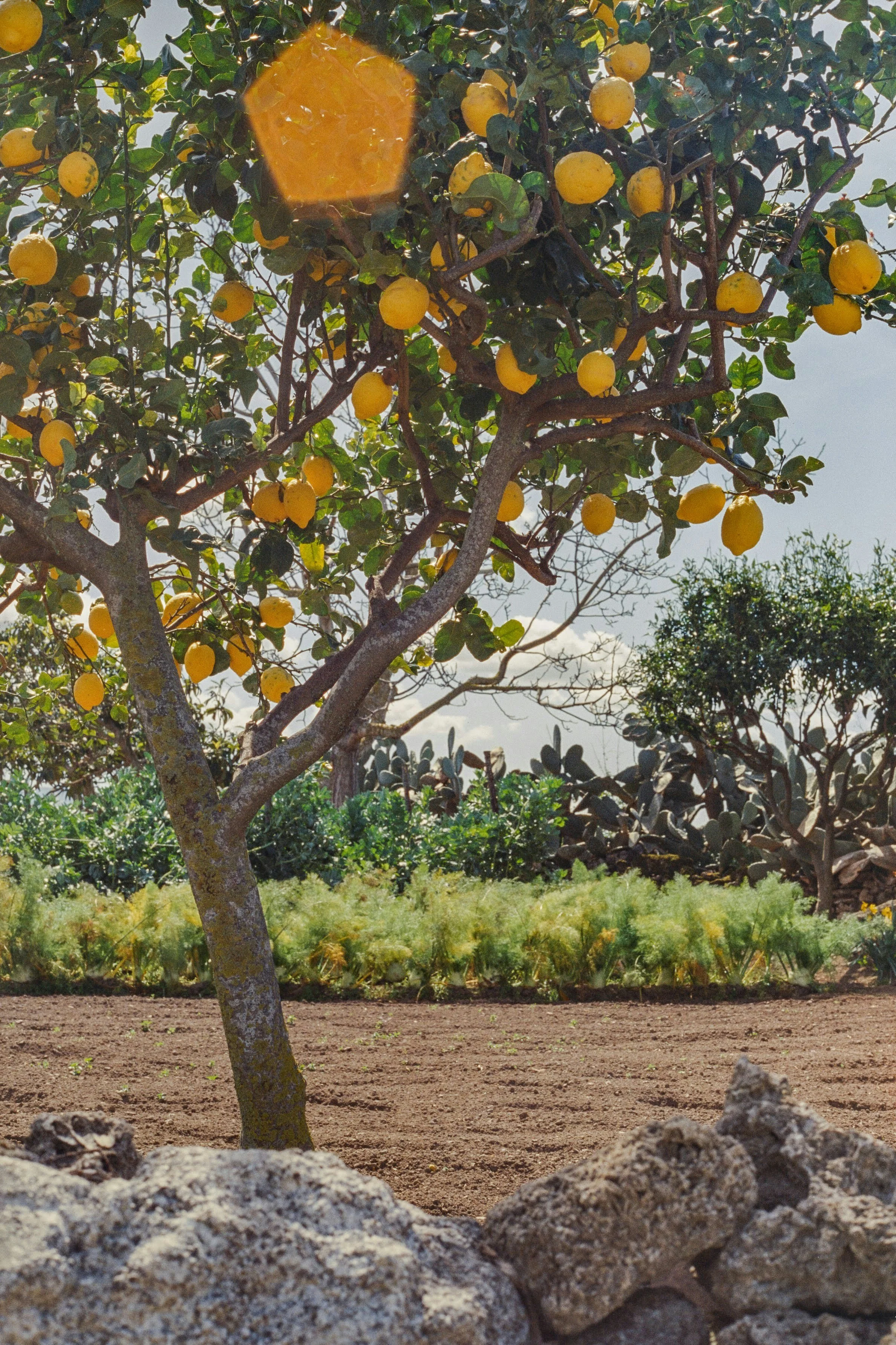 The Lemon Trail That Taught Us How to Love Each Other"