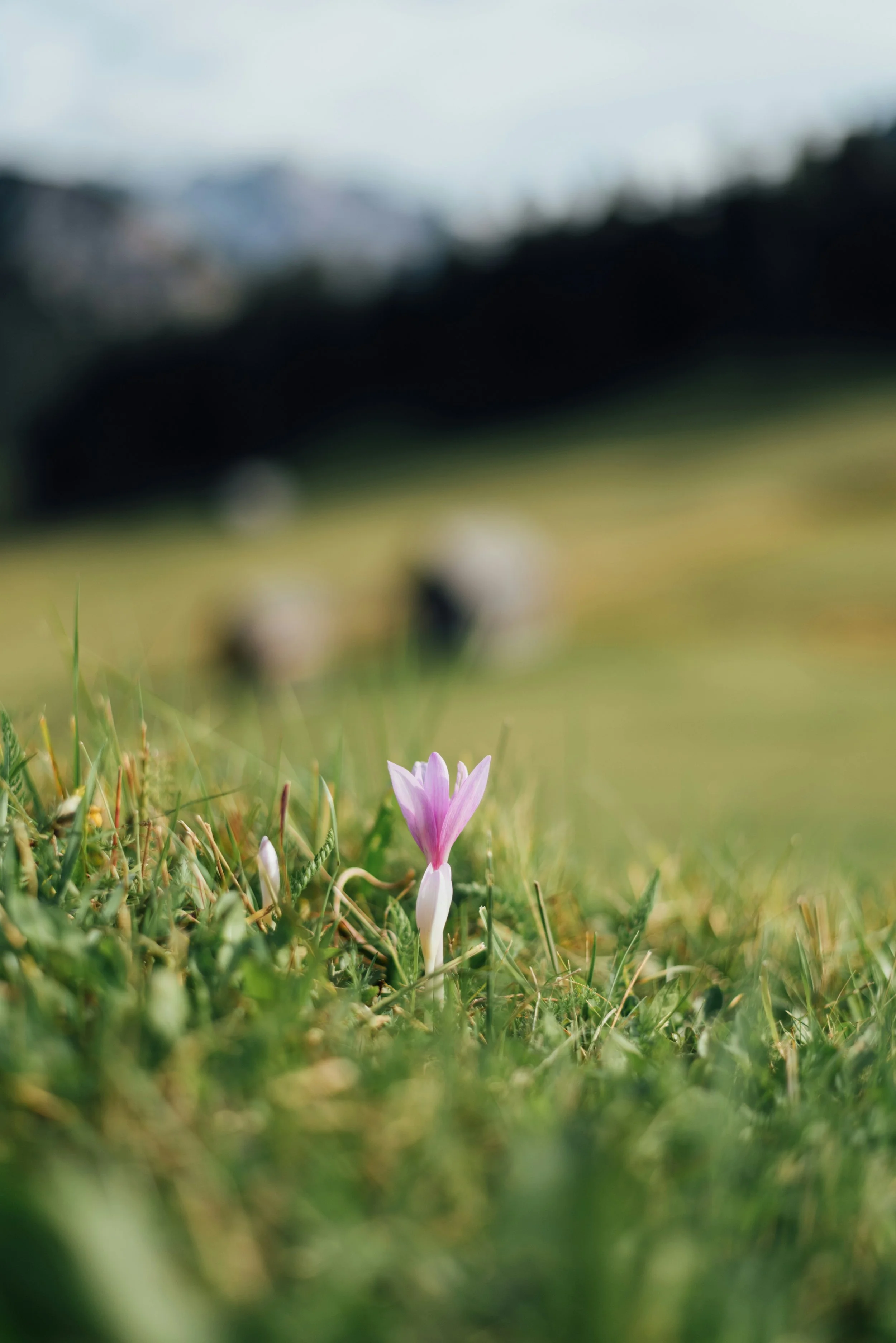 What the Little Flower Knows