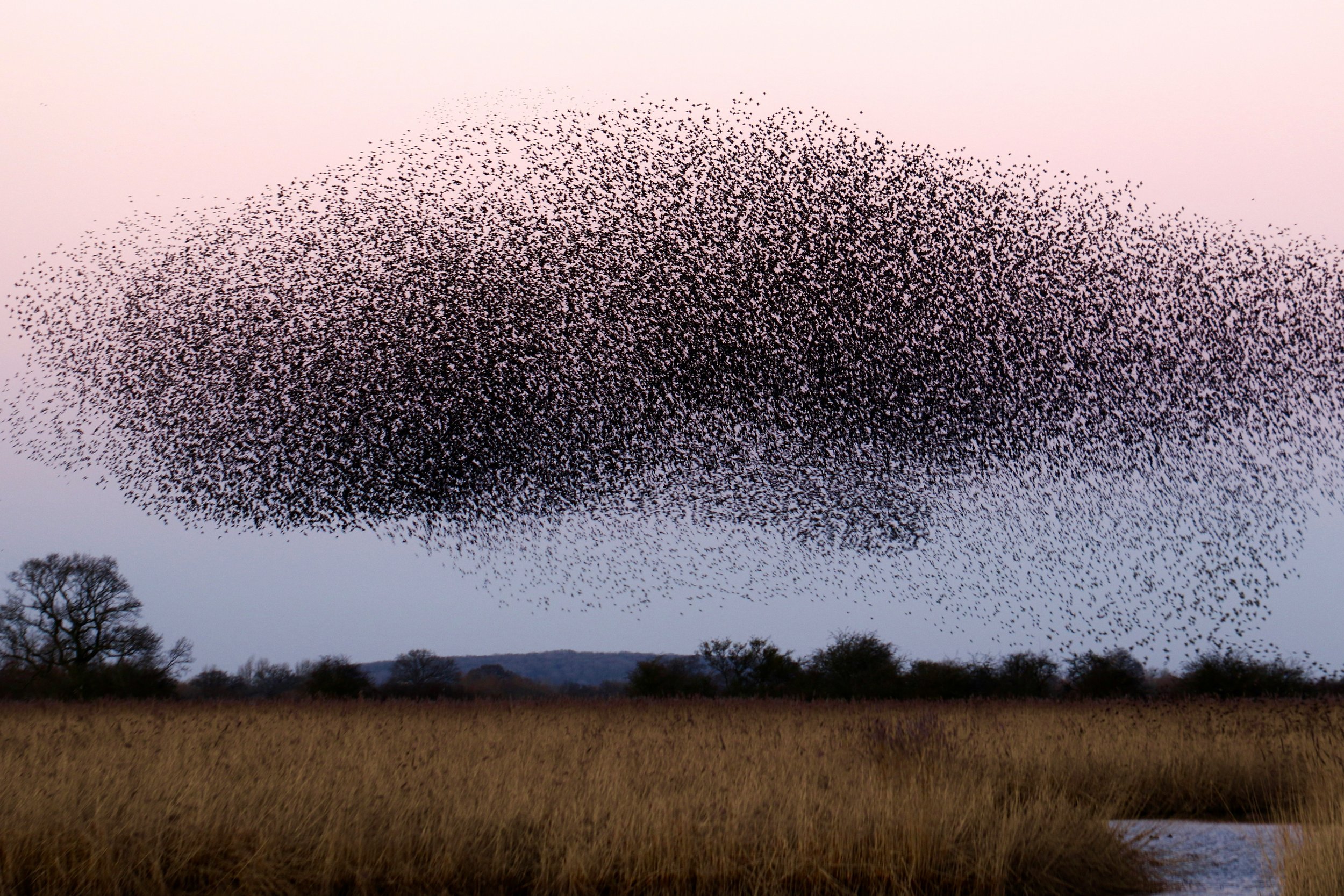 A Murmuration of Starlings – Begins with a Seduction