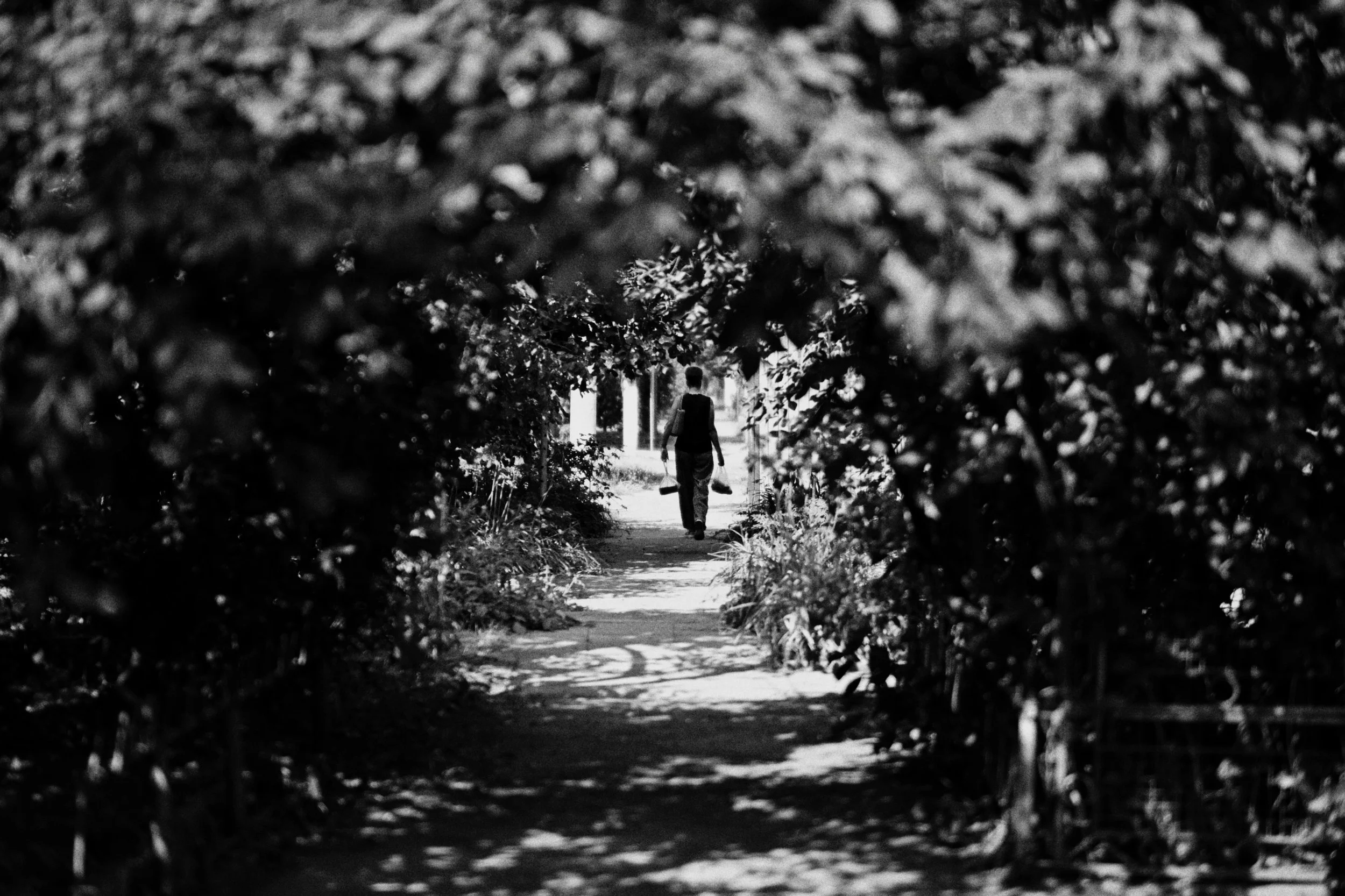 Black-and-white photo of a person seen from behind, carrying bags down a sunlit path framed by dark foliage.