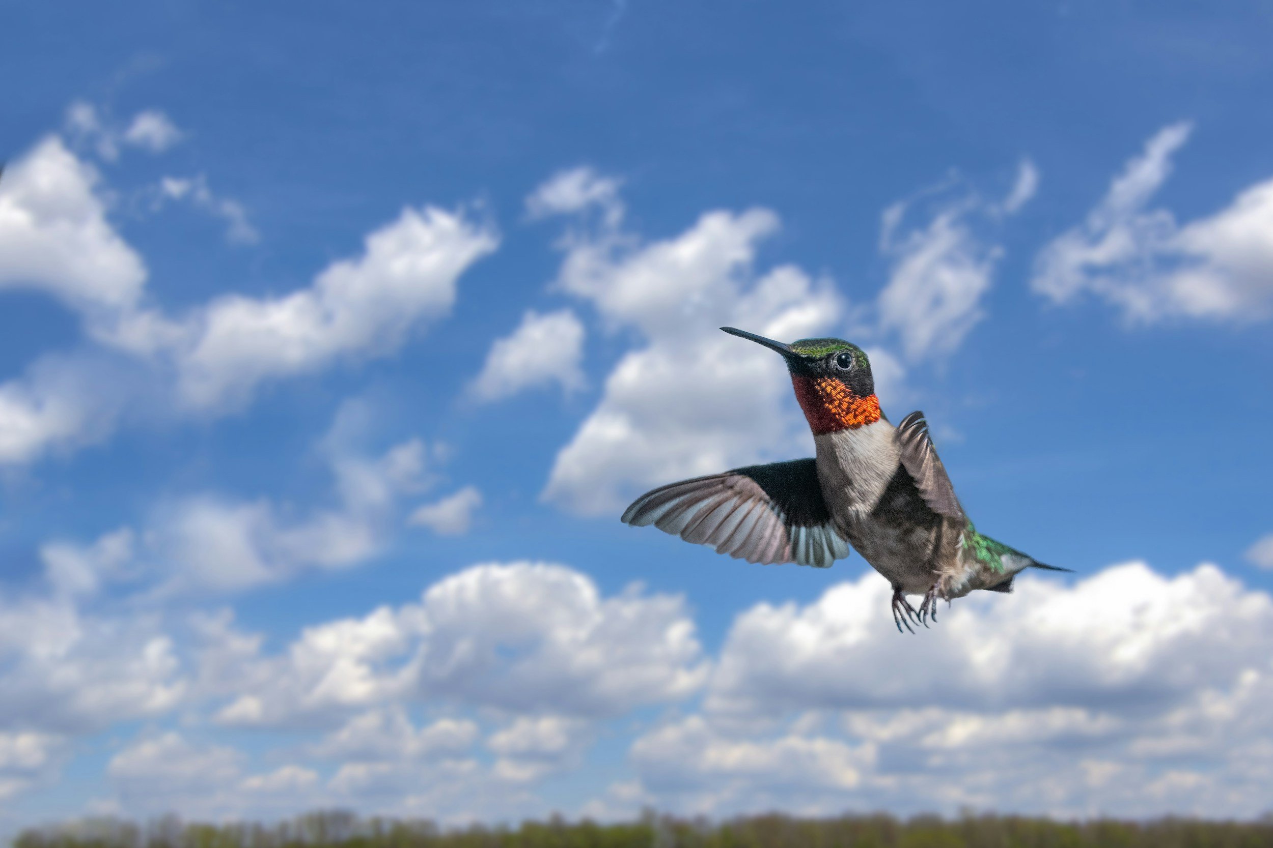 Green hummingbird in front of blue sky and white clouds.Trauma therapy Longmont CO. Grief counseling Longmont, CO.