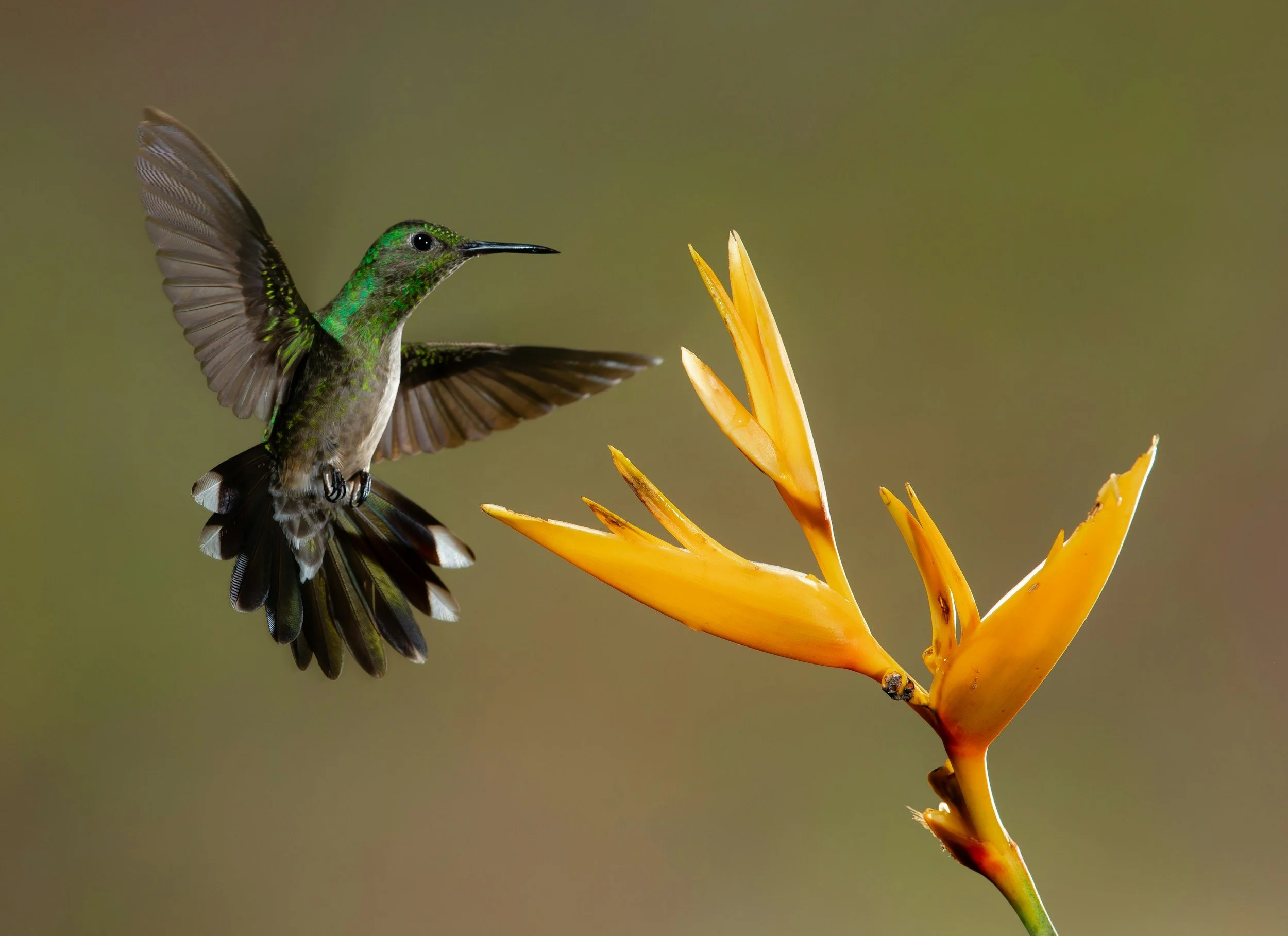 Green hummingbird at yellow flowers. Trauma therapy Longmont CO. Grief counseling Longmont, CO.