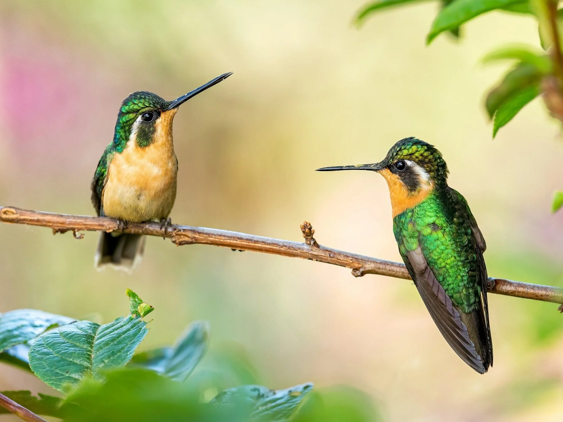 Two green and yellow humming birds on tree branch. Grief counseling Longmont, CO