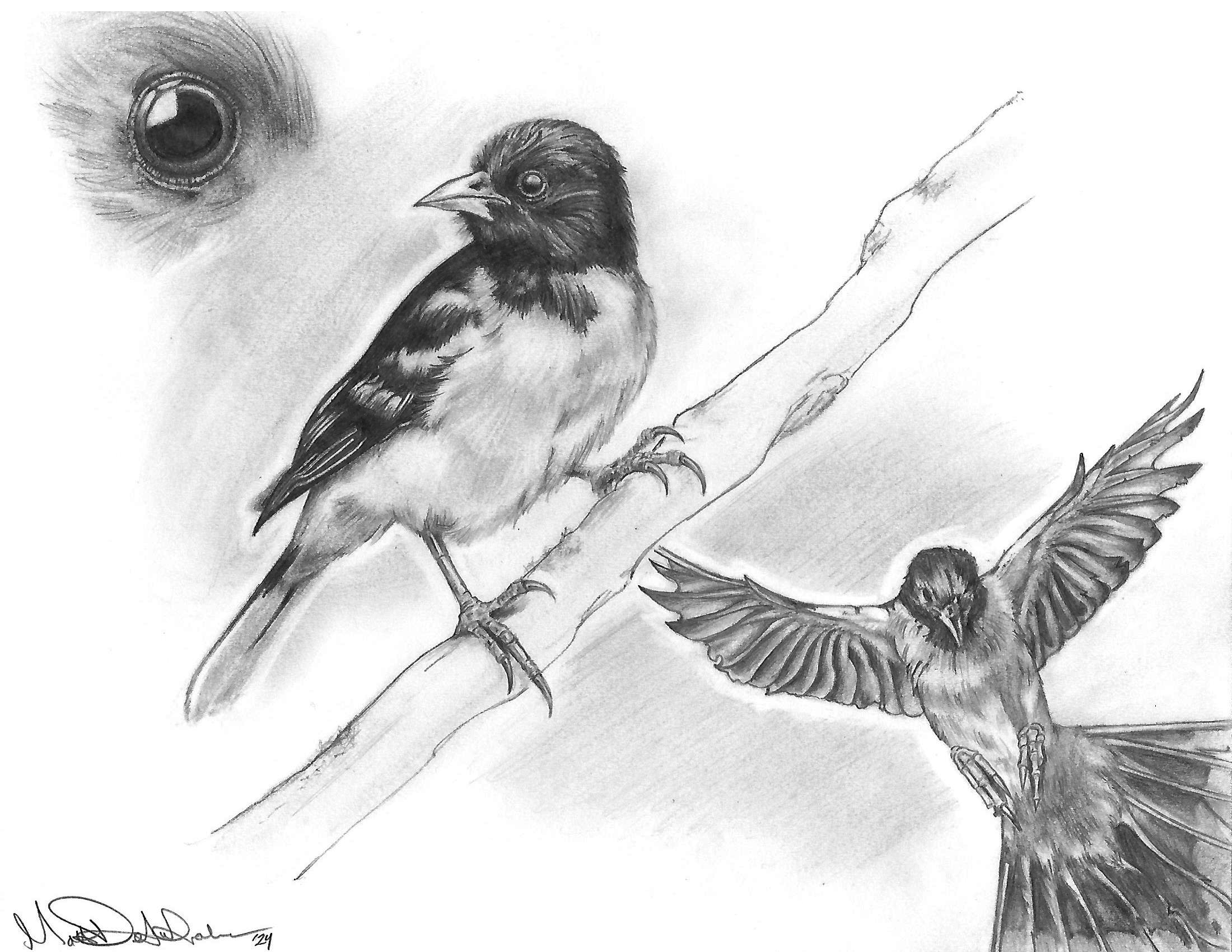 Finch1.png