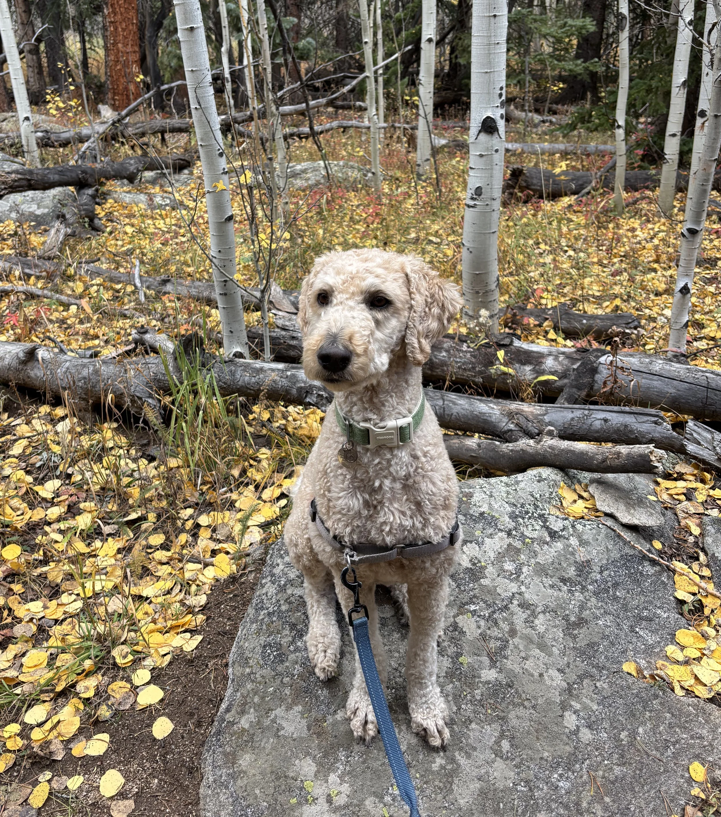 Denver, Colorado Therapy Dog working in trauma informed animal assisted therapy