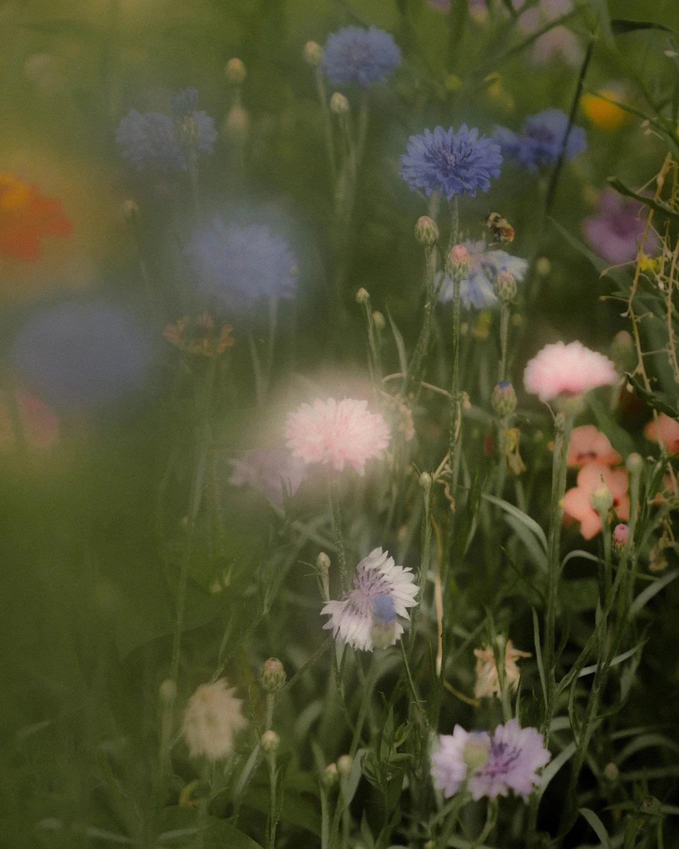 Je cueillerais ces fleurs une &agrave; une pour vous les offrir.

Aujourd'hui, je veux vous dire merci. 

Merci &agrave; chacun de vous qui m&rsquo;avez si g&eacute;n&eacute;reusement offert vos moments les plus intimes, les plus pr&eacute;cieux, vos