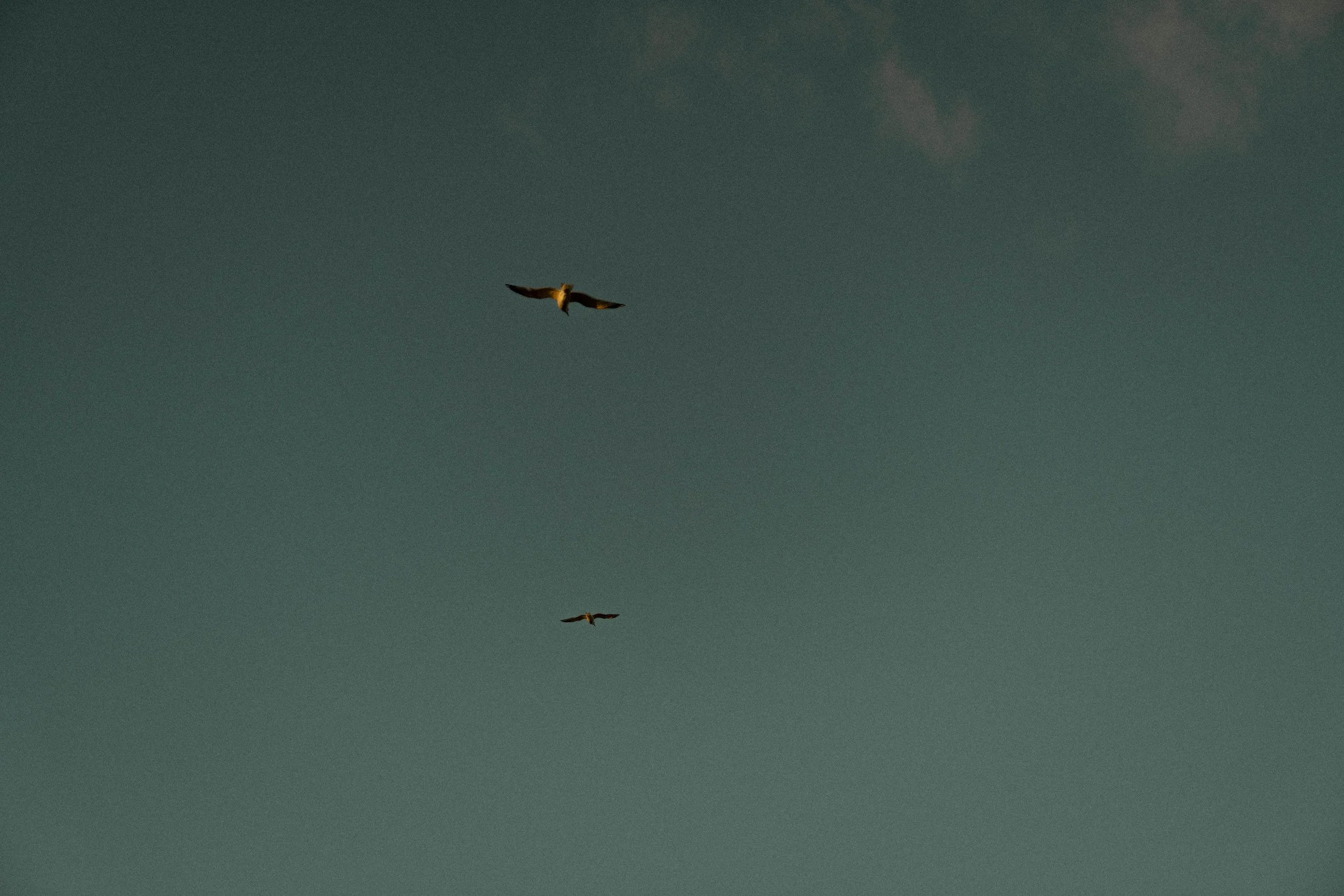 Deux oiseaux volant dans le ciel au crépuscule, avec un ciel sombre et quelques nuages.