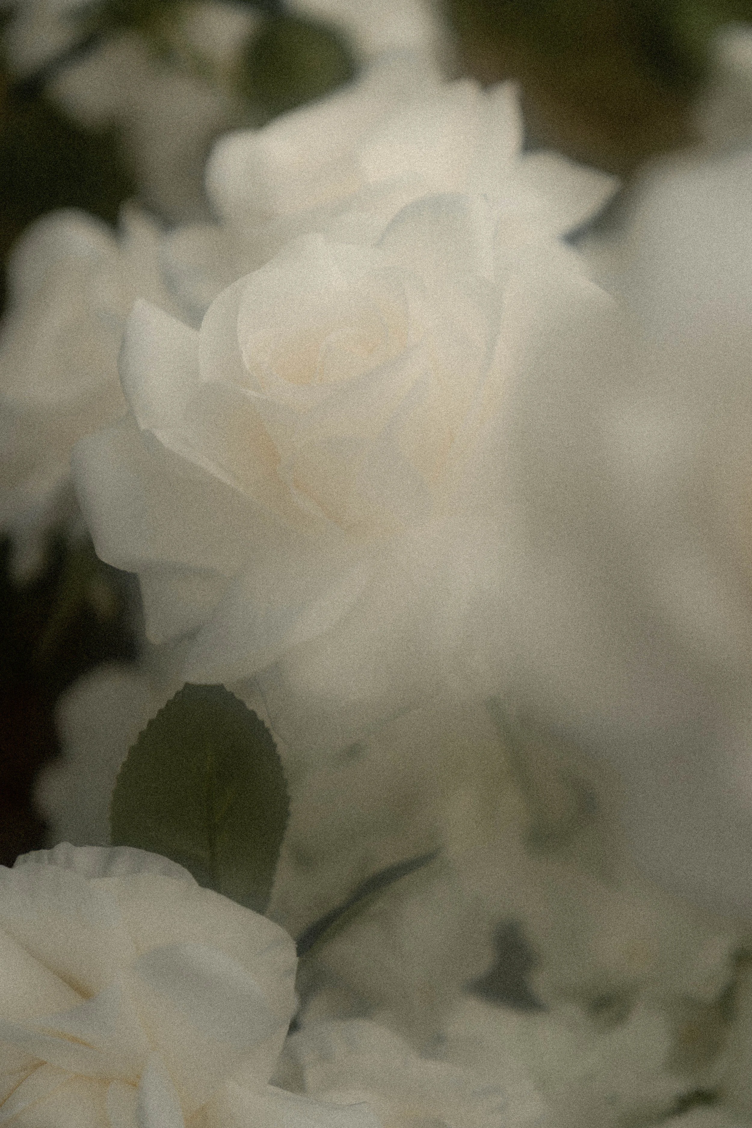 DSC03280.jpg