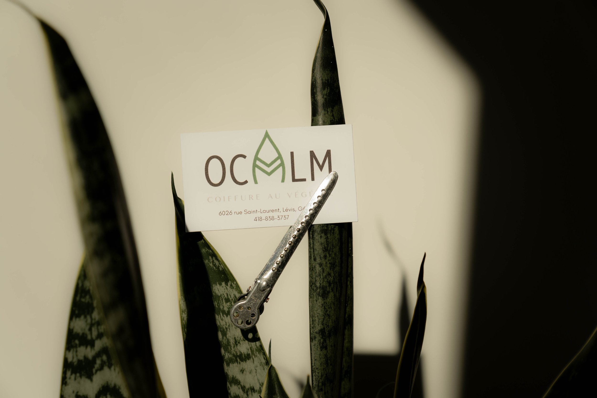 Une plante d'intérieur avec un instrument de coupe et une carte de visite de l'entreprise OCLM, spécialisé dans la coiffure végétale.