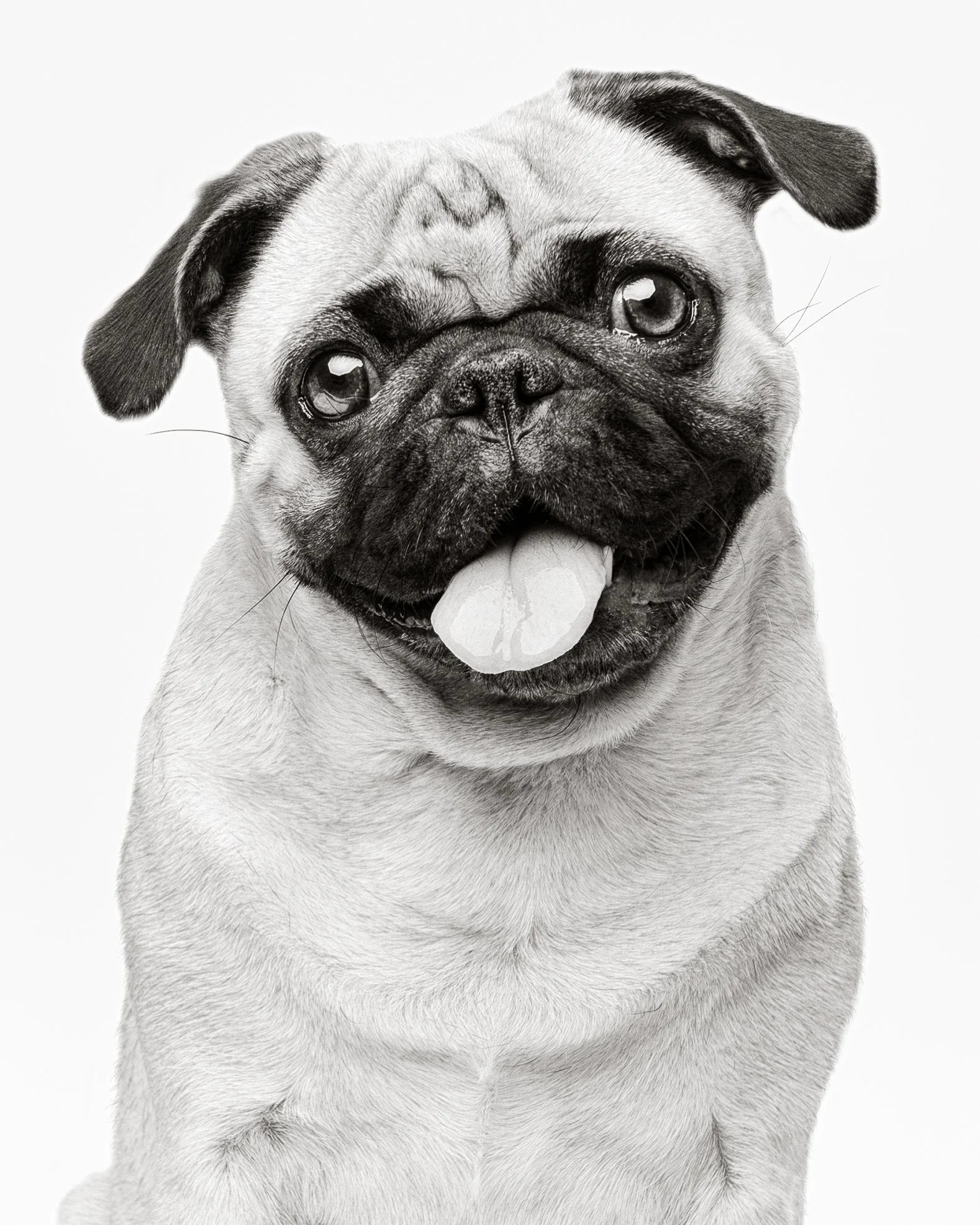 Black and white photo of a French Bulldog with its tongue out, smiling.