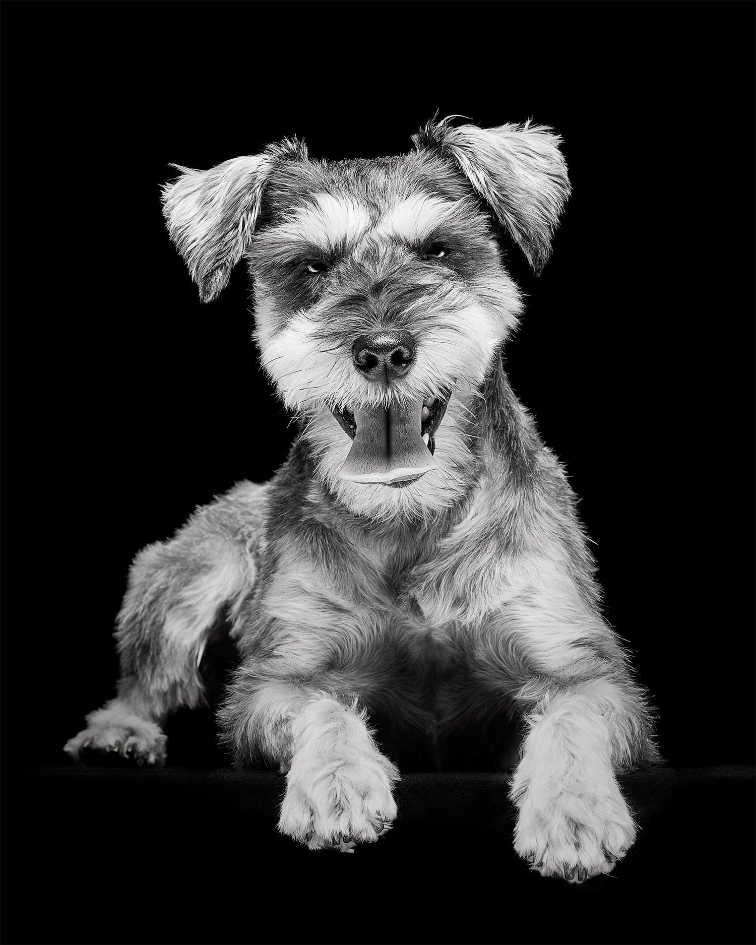 A black and white photo of a playful dog with its tongue out, laying on a black surface, against a black background.