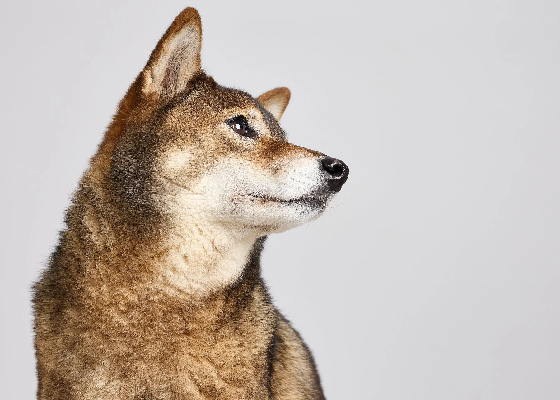Close-up of a Shiba Inu dog with a brown and cream coat, looking to the right against a plain gray background.