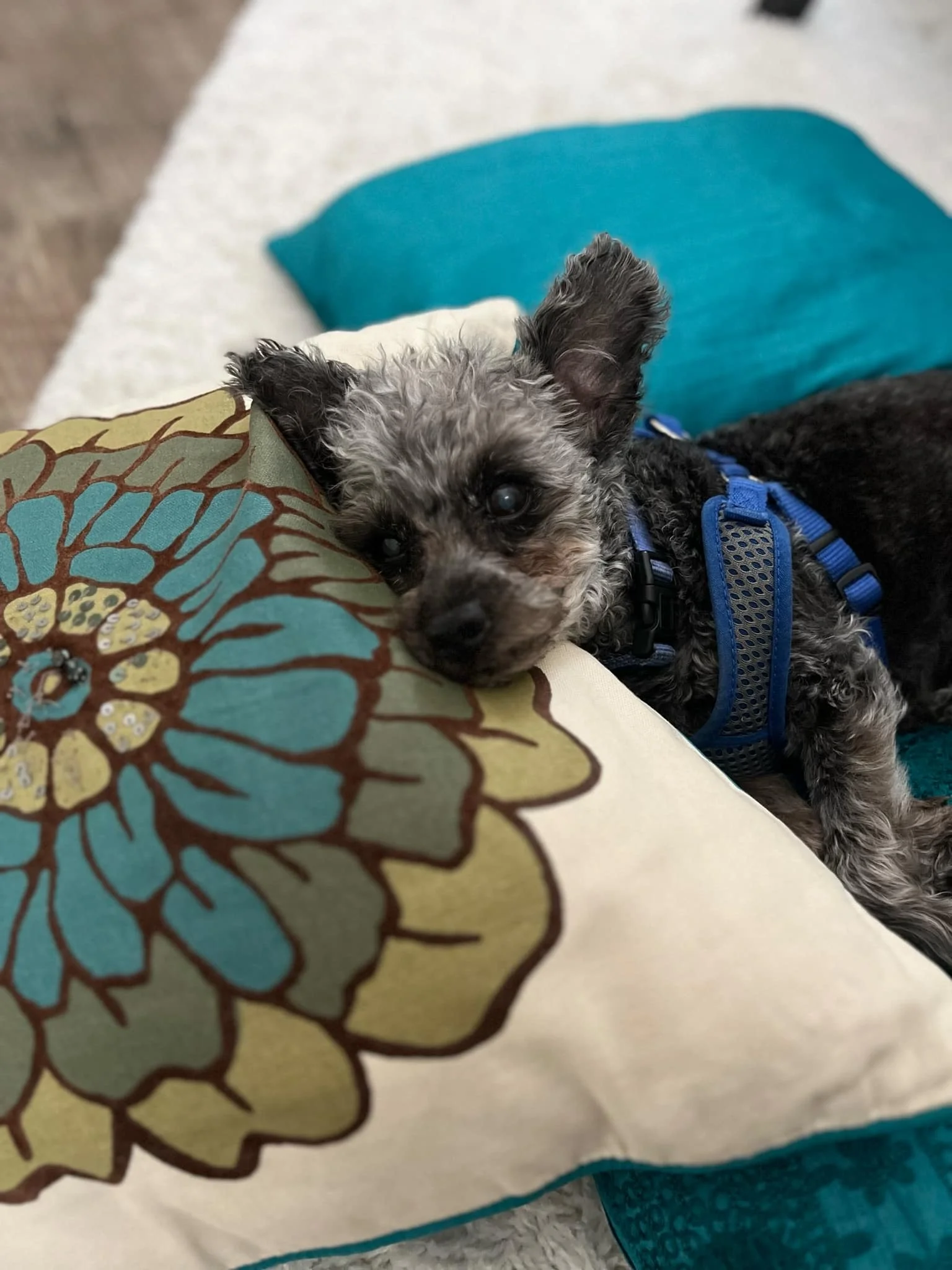 Christopher Vergara mini poodle.JPG