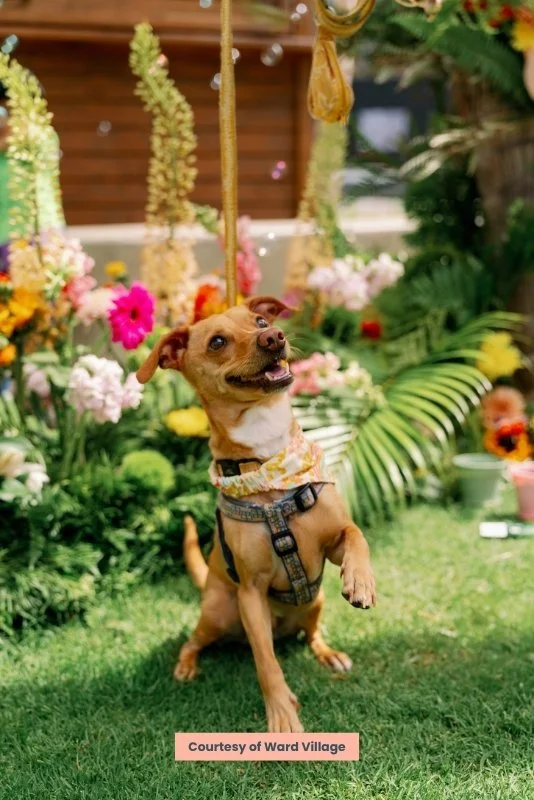 A small brown dog sitting on grass, wearing a harness and bandana, with a colorful flower garden in the background.