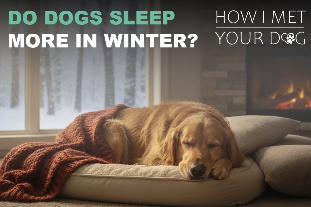 Do Dogs Sleep More in Winter?