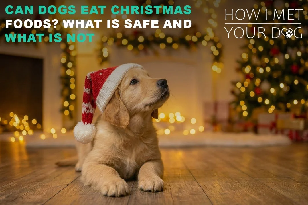 Can Dogs Eat Christmas Foods? What Is Safe and What Is Not