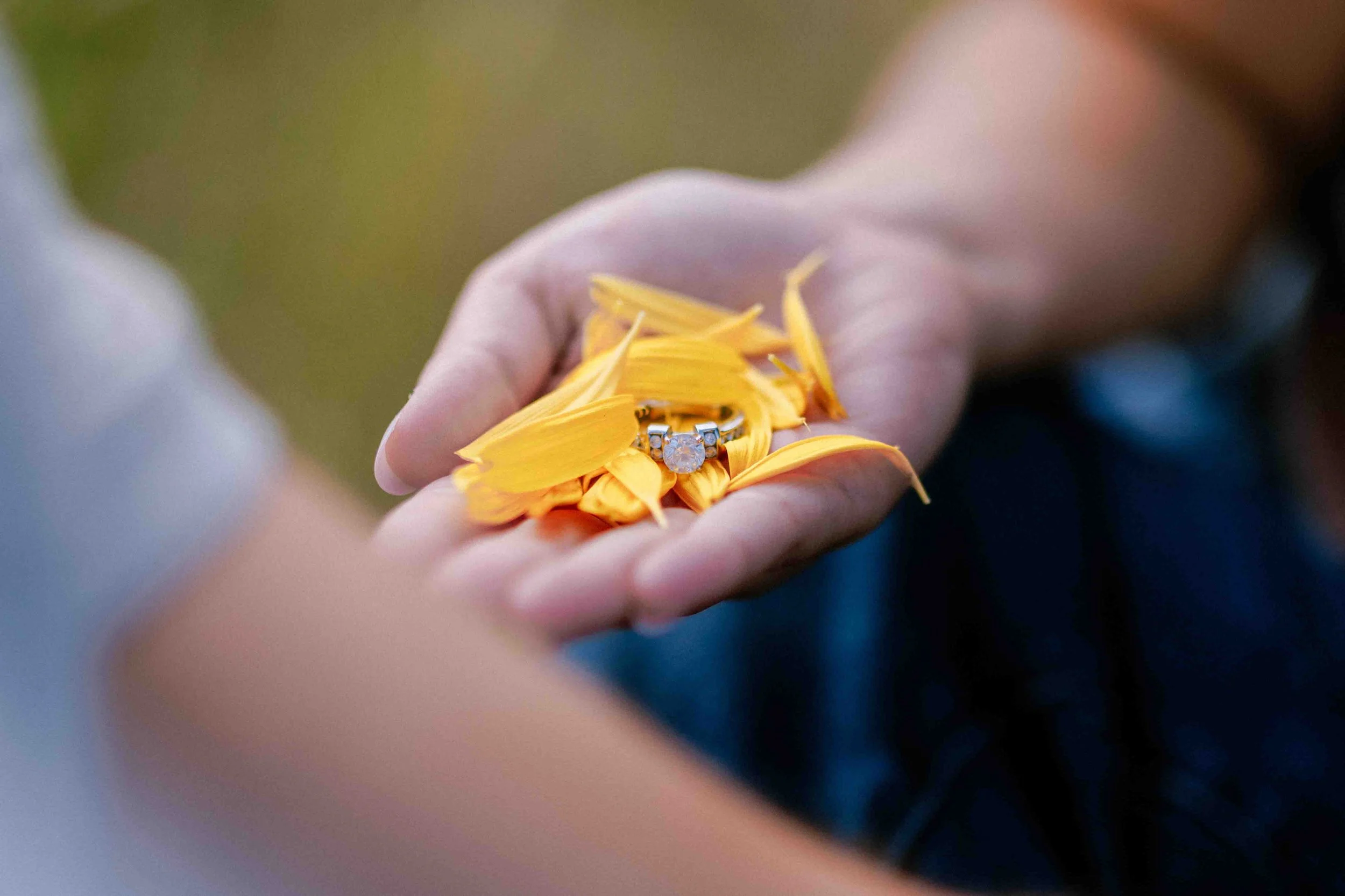 A hand holding yellow flower petals with a diamond engagement ring resting on them.