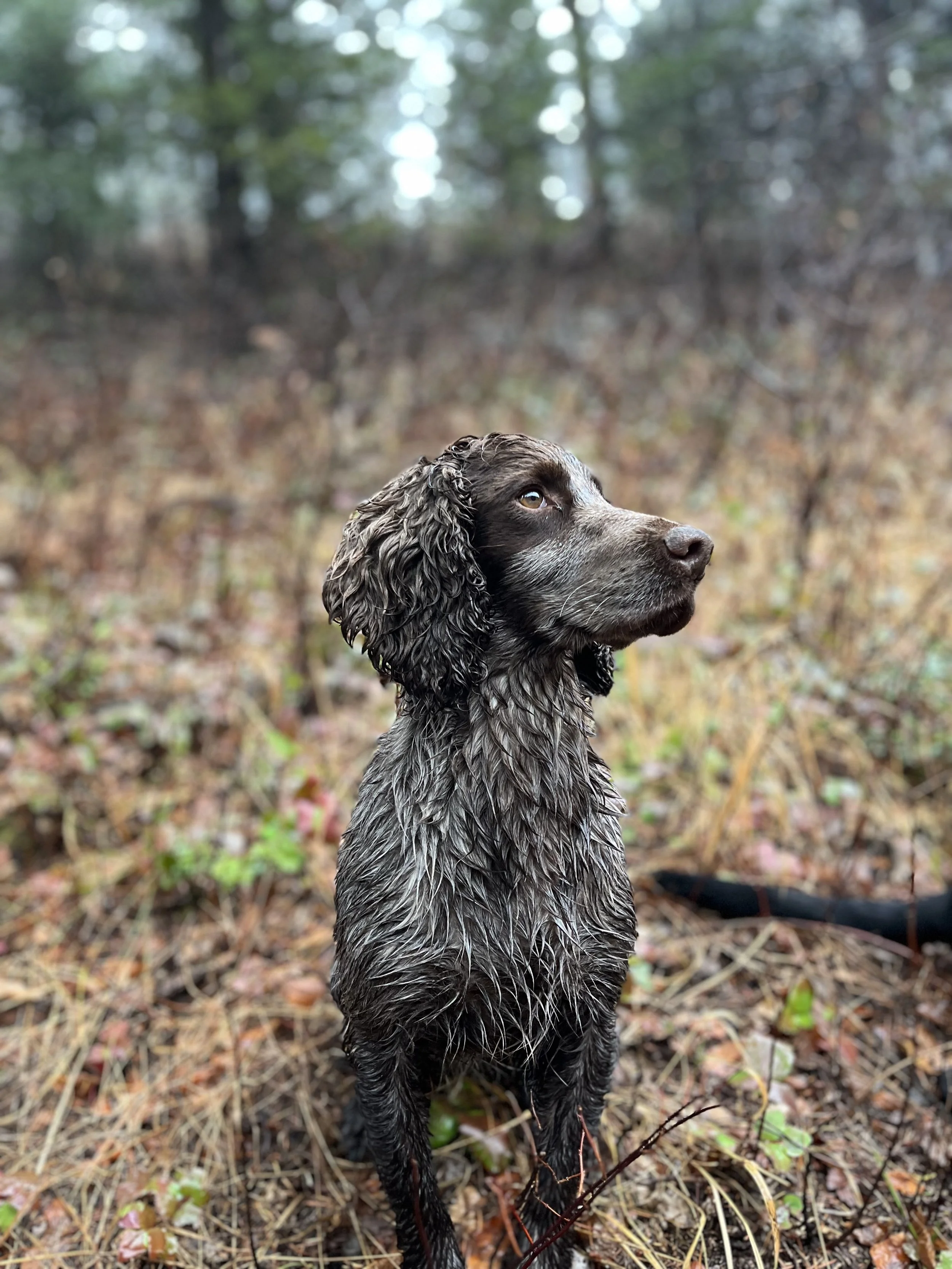 Oden dog of stenkil gundogs
