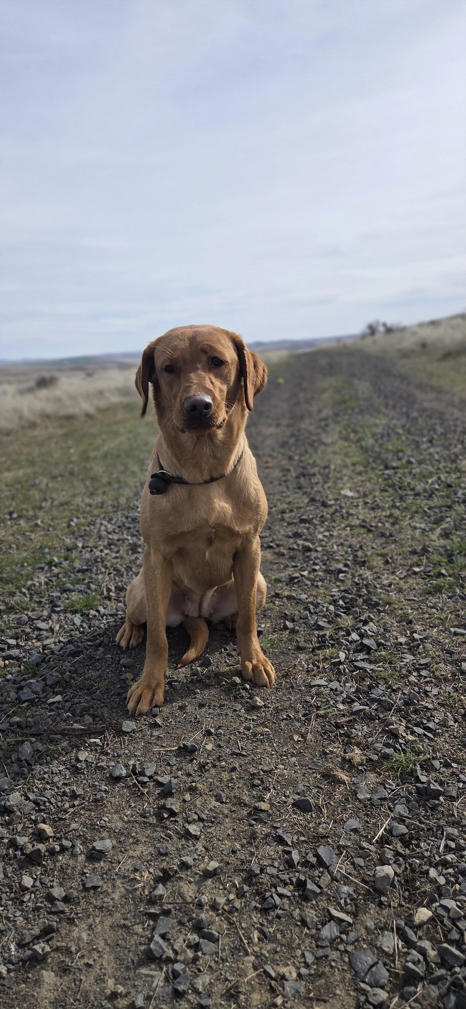 fox red labrador juni