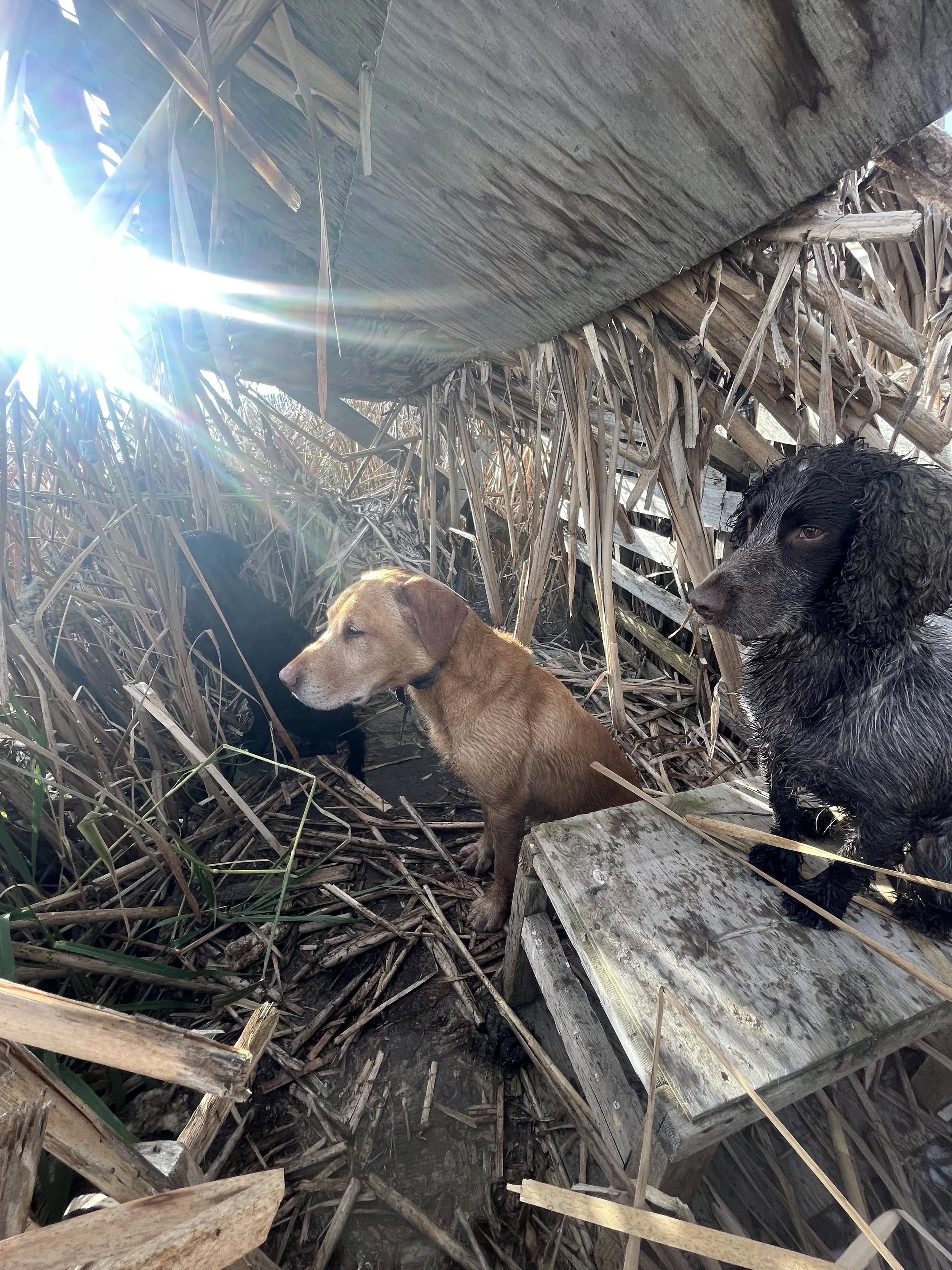 Hilda giggs oden.jpg