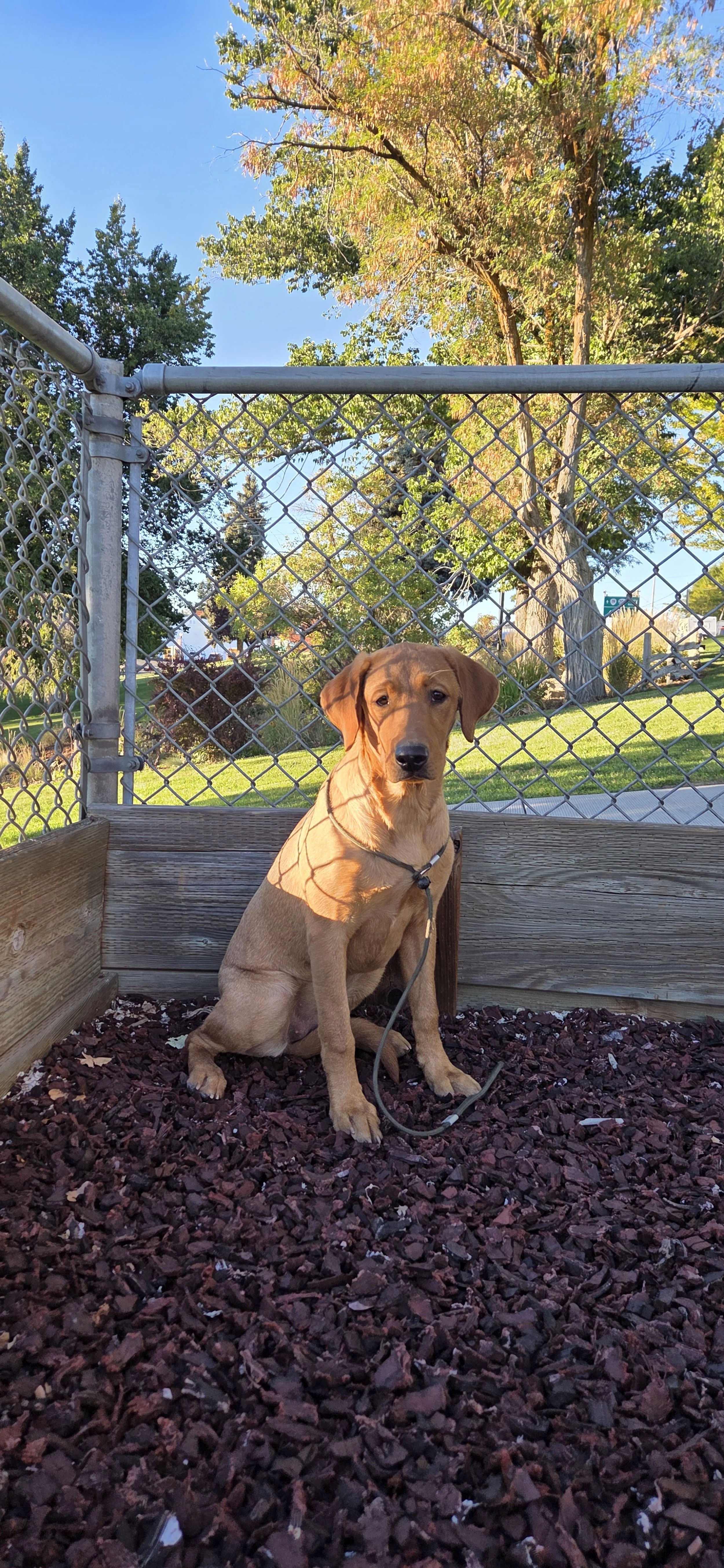 fox red labrador juni