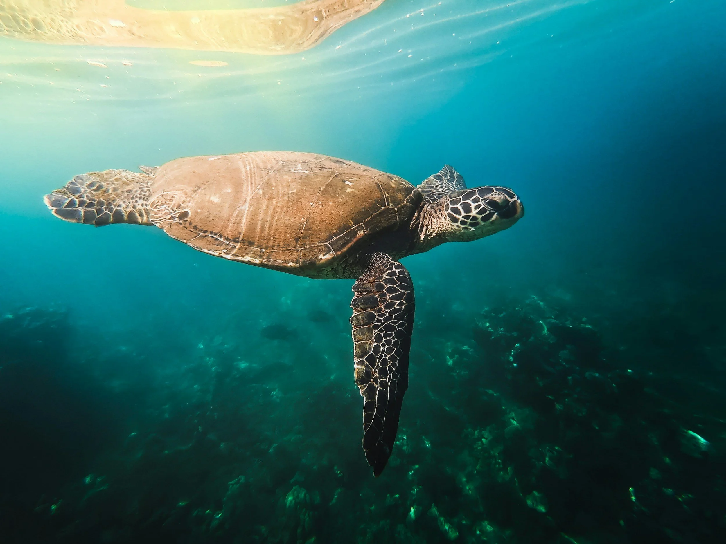 Beyond the Coast: Discovering Honolulu’s Marine Life from the Water