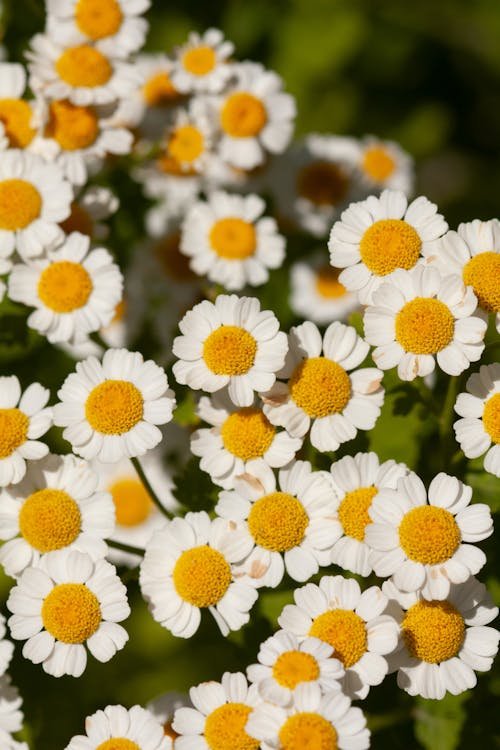 Feverfew (Tincture)