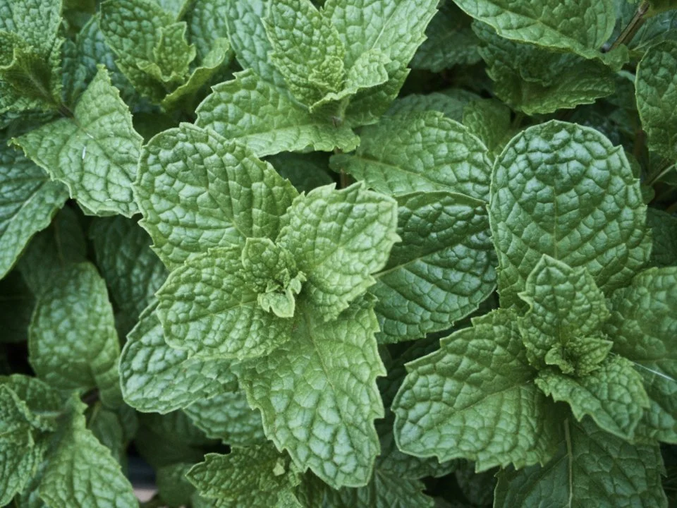 Mint (Herbs & Tinctures)