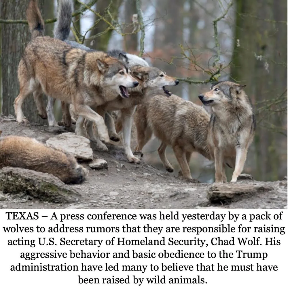 Gregory Wolves 1.JPG