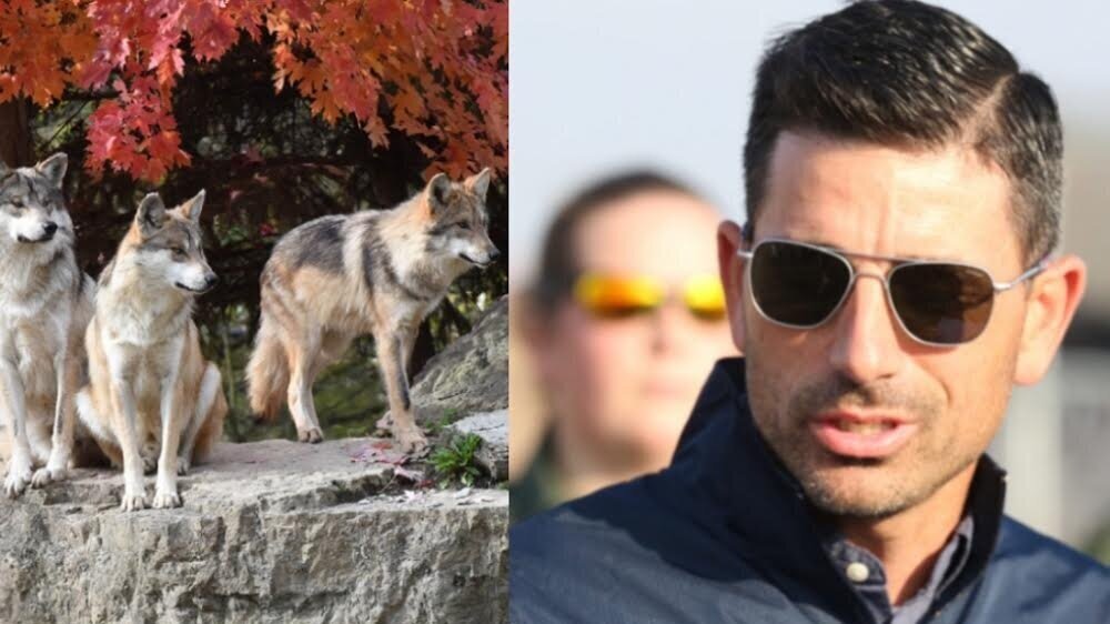 Wolves did not raise Chad Wolf