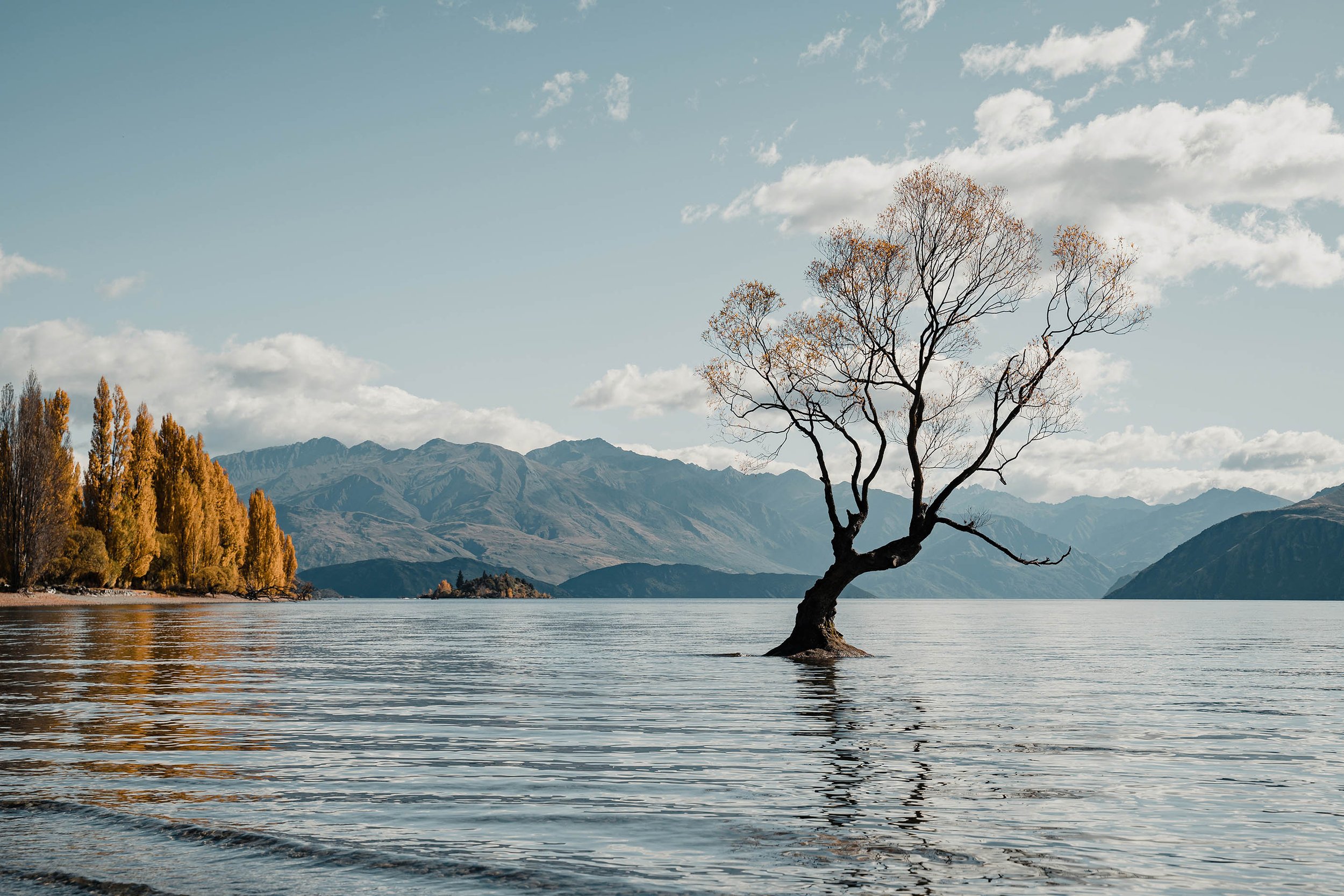 Wānaka Tree.jpg