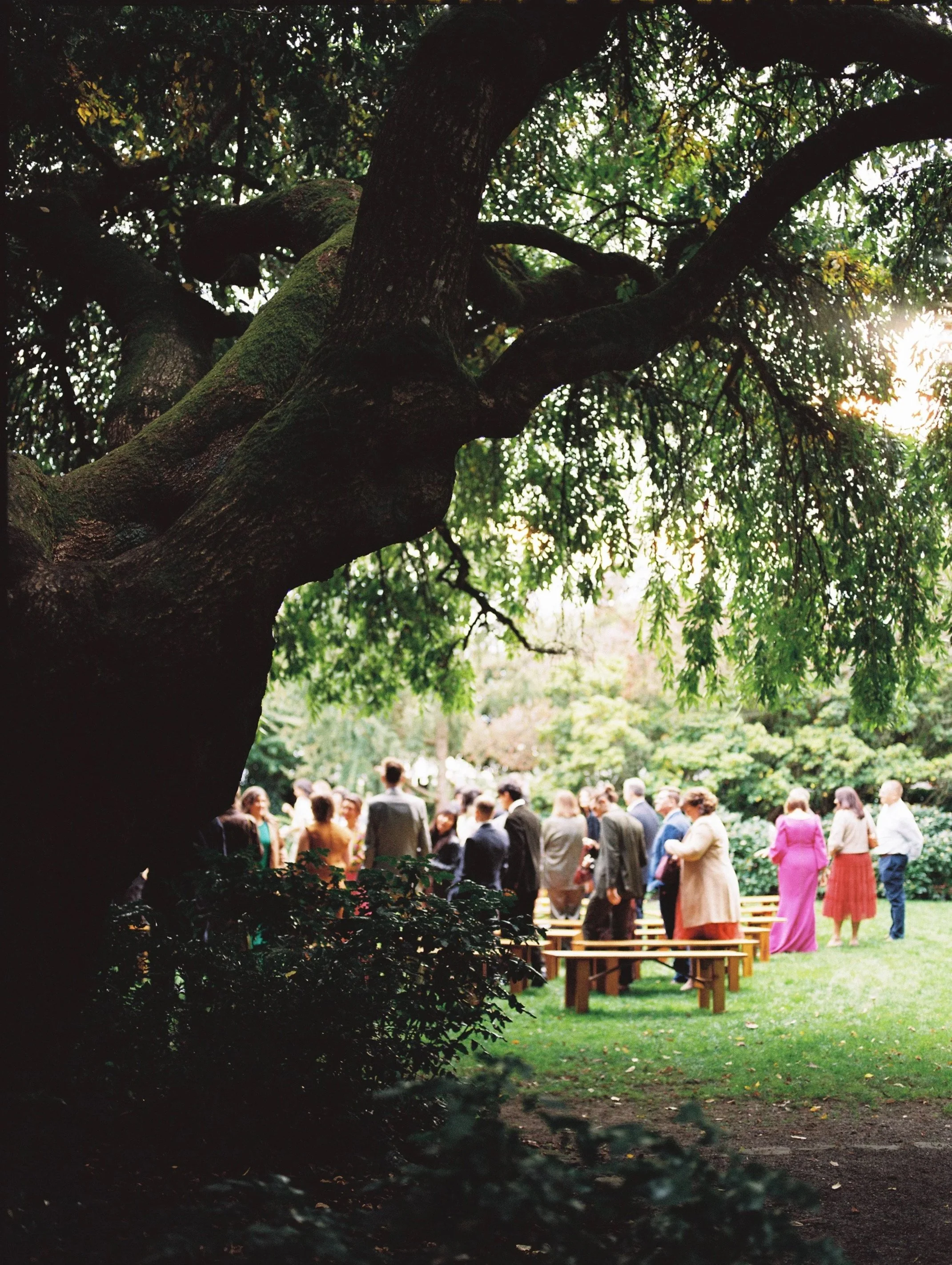 A large tree with green leaves in the foreground and a group of people dressed in formal attire gathered outdoors on a grassy area, possibly for a wedding or event, with benches arranged for seating.