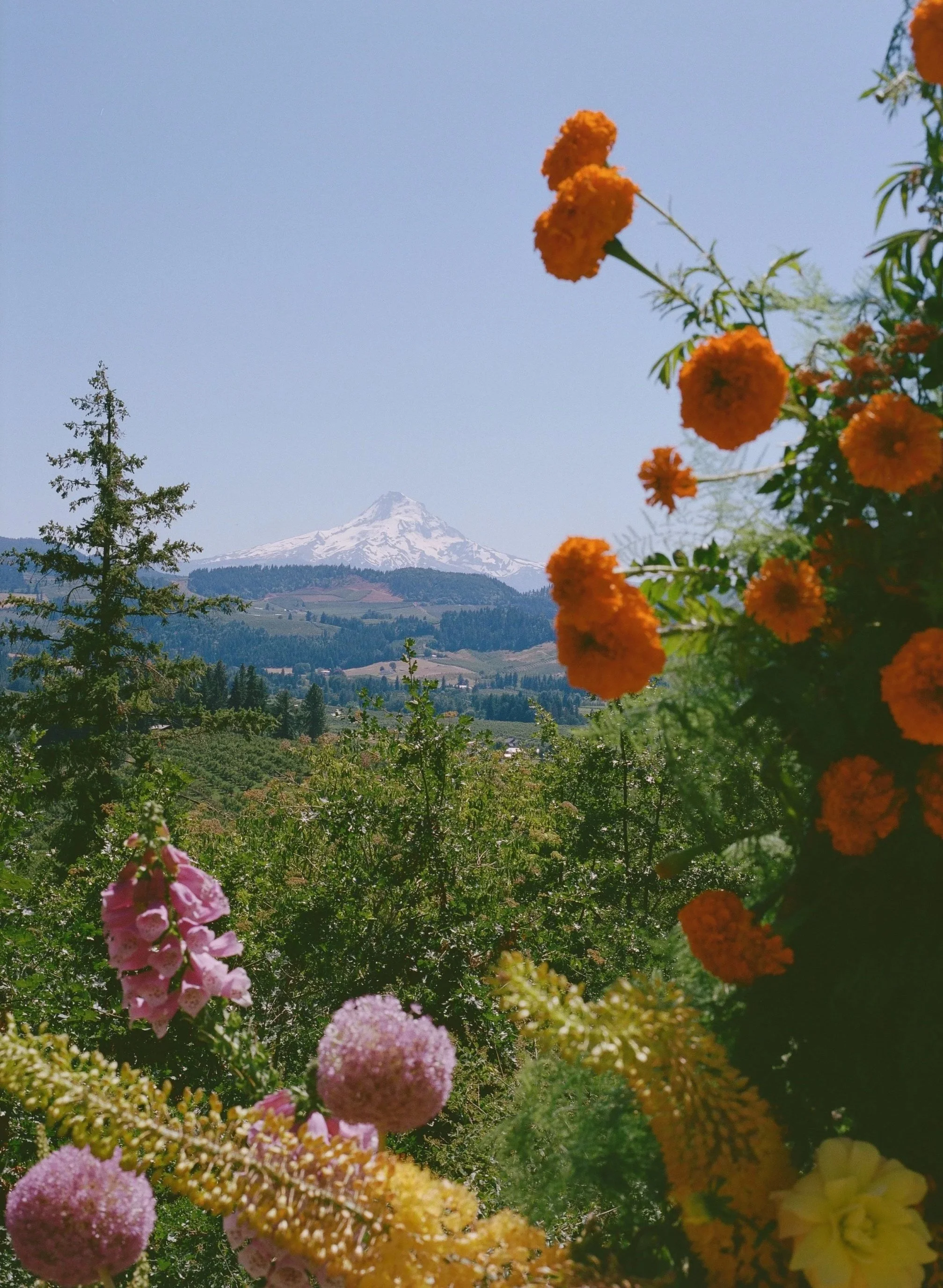 View of a snow-capped mountain in the distance with colorful flowers and green trees in the foreground.