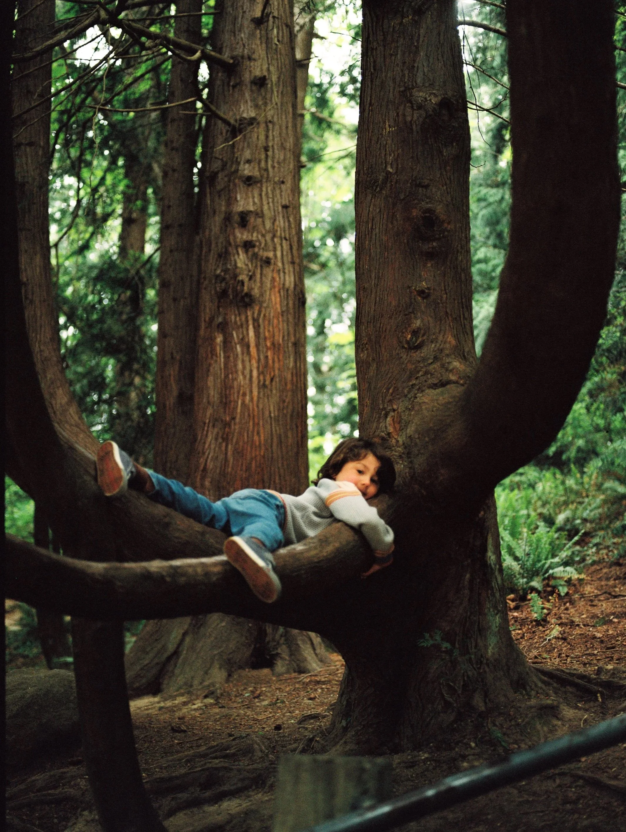 A young child lying on a large tree branch in a forest, looking at the camera.