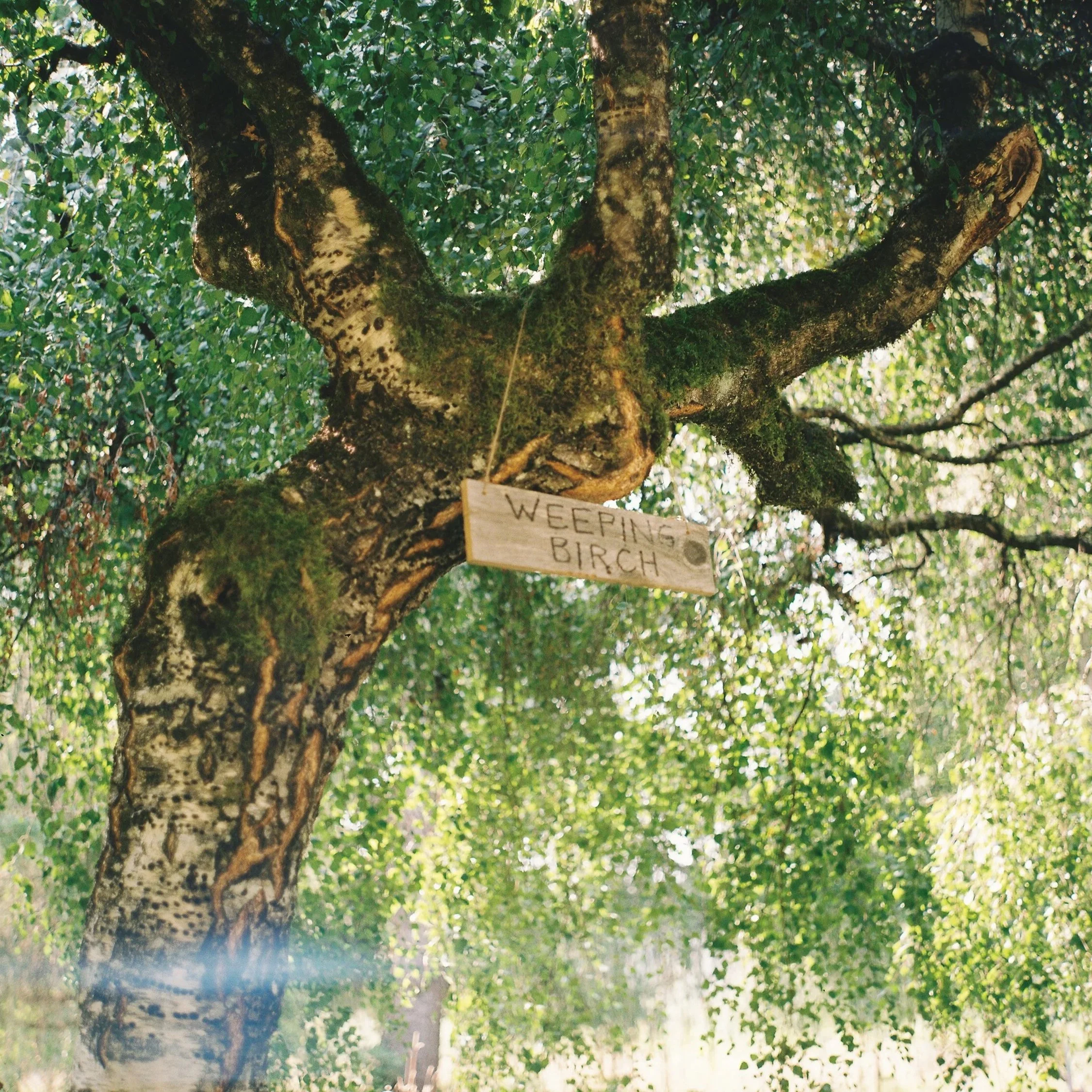 A tree with a branch and a hanging wooden sign that reads 'Weeping Birch' in a lush green outdoor setting.