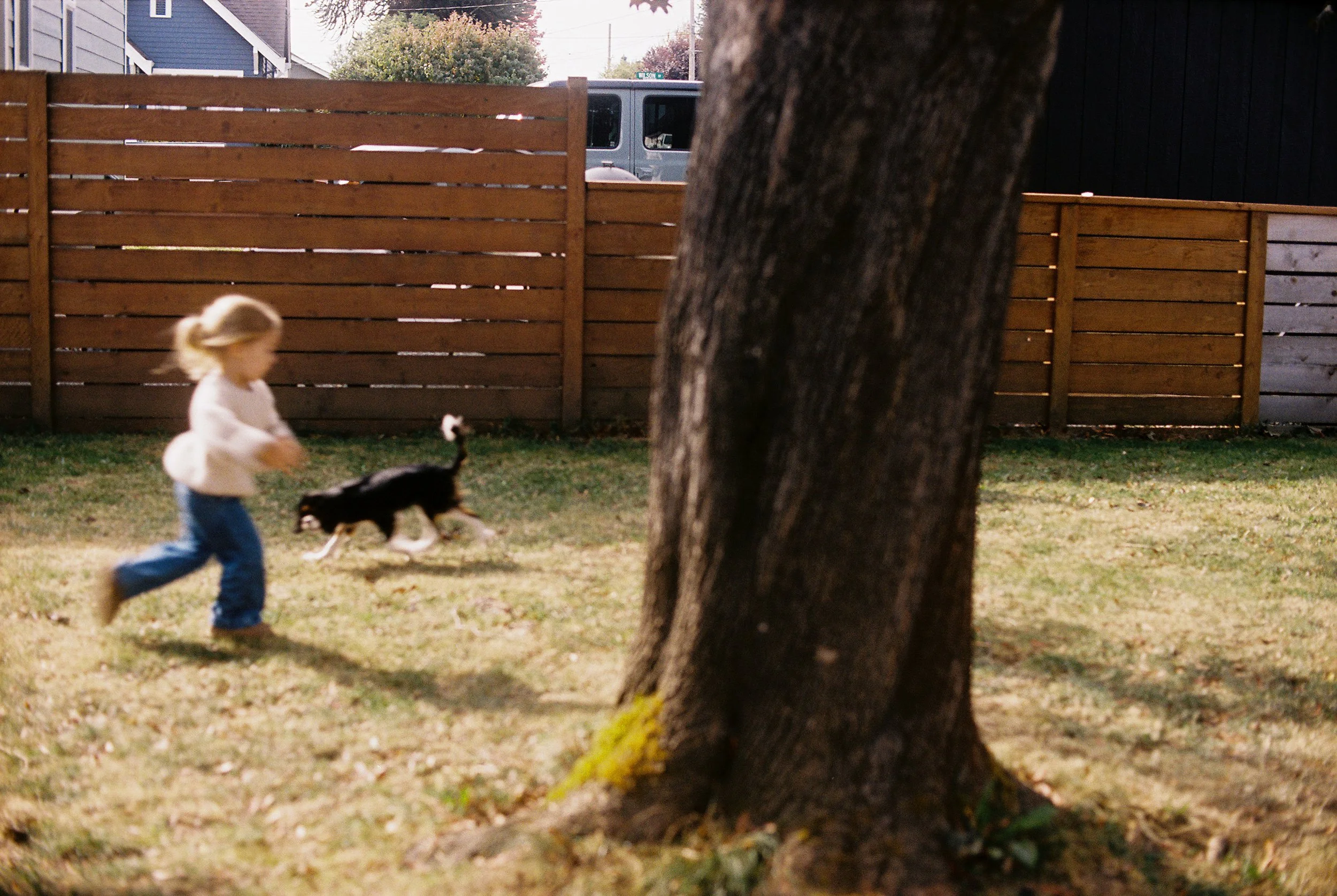A young girl running with a black and white dog in a backyard with a wooden fence and large tree.