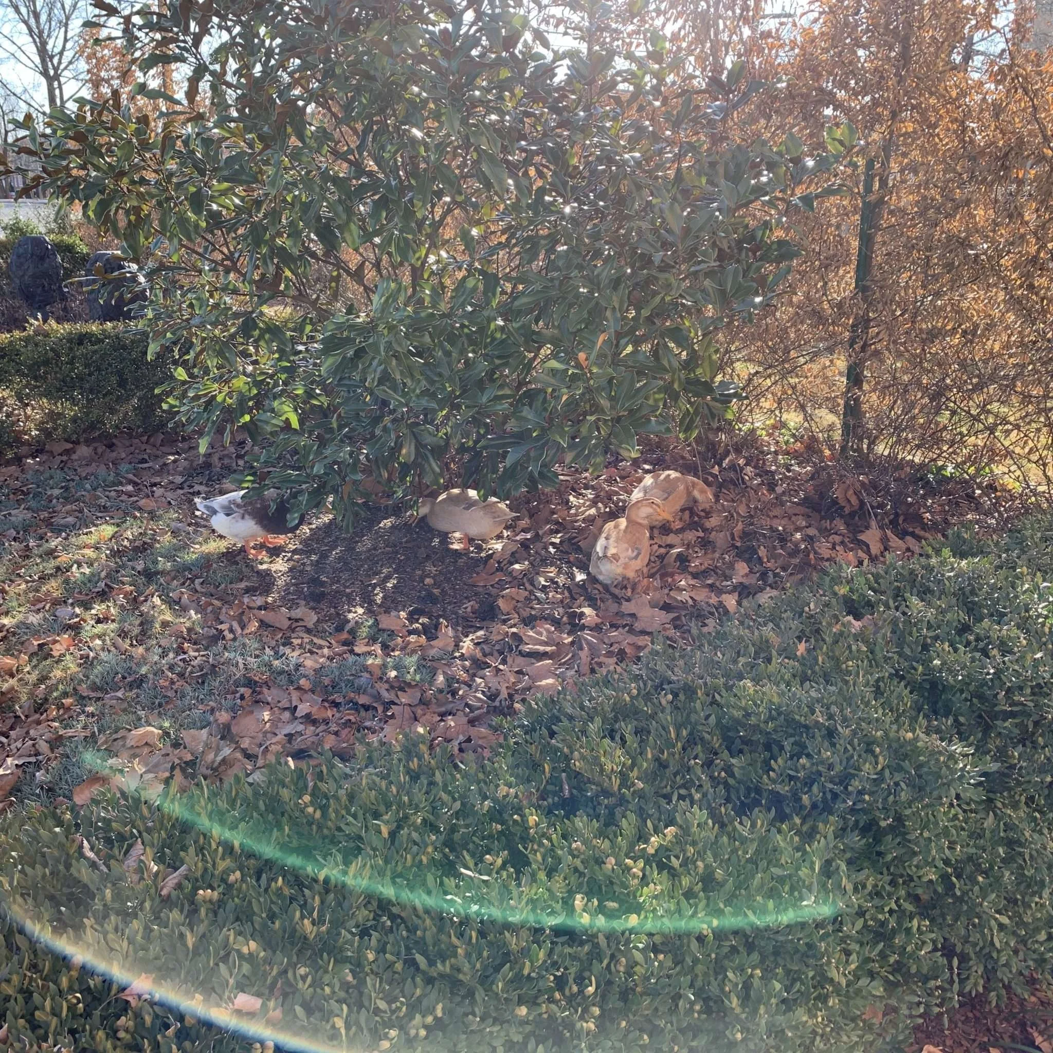 Climate Change, Ducks, and Optics