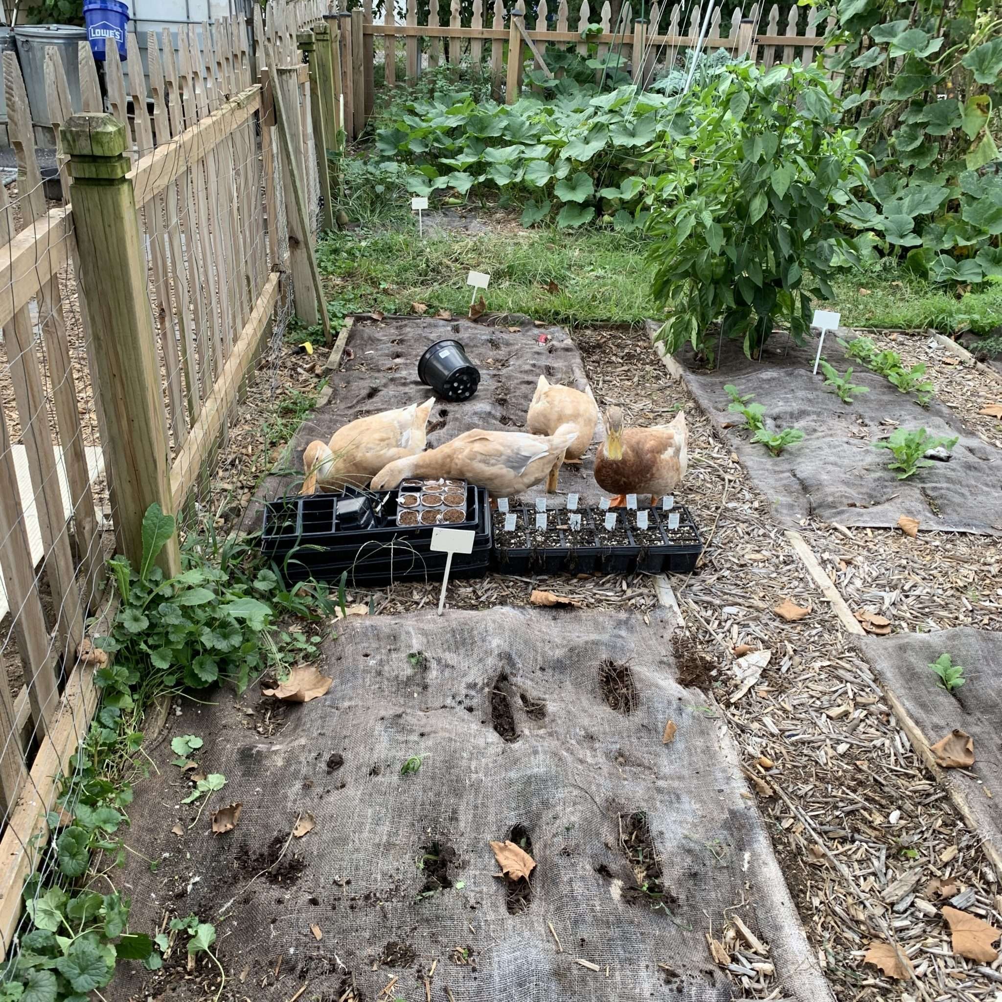Ducks are Garden Ninjas