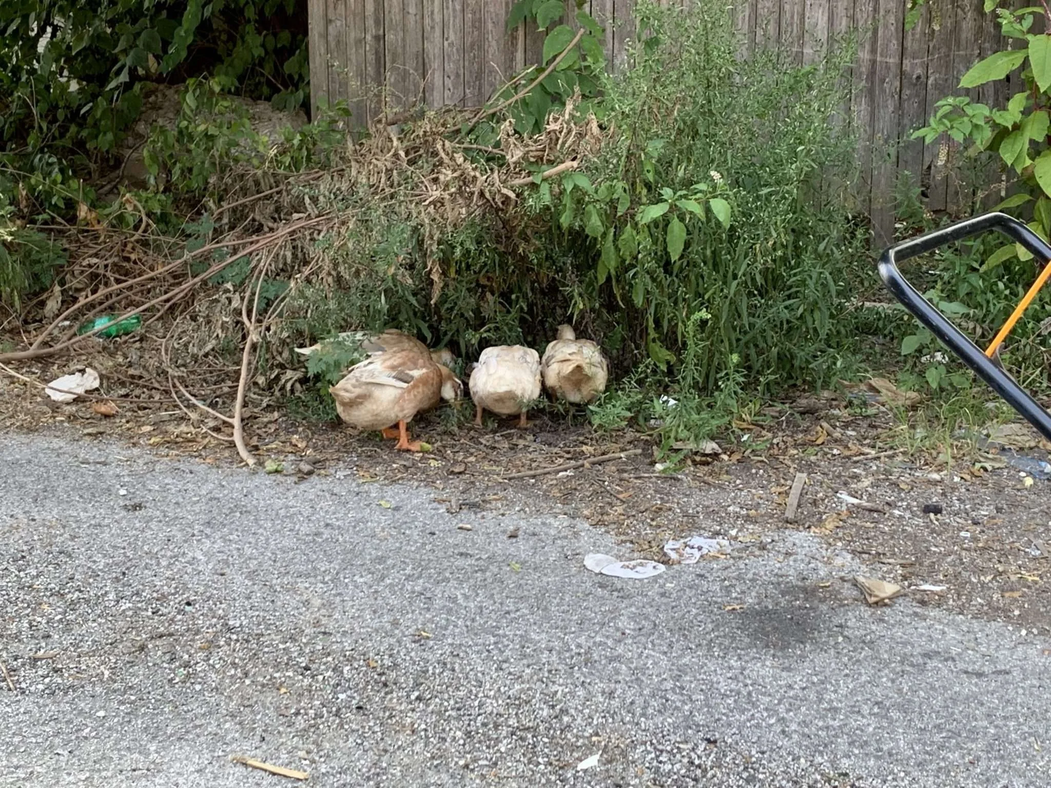 Feathered Exterminators, Landscapers, and Quality Control