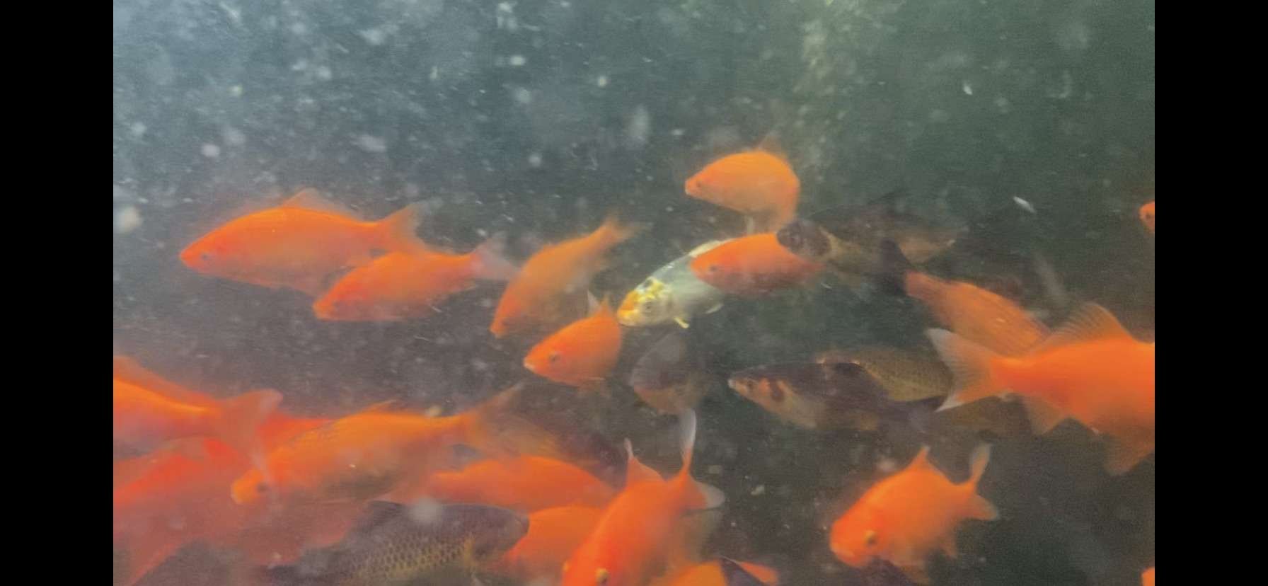 Fishy Business