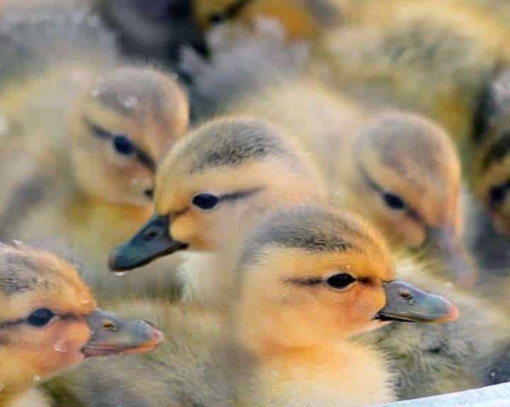 Lesson: Animal Babies and Health
