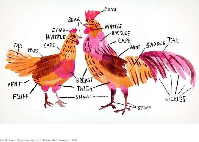 Lesson: Animal Evolution Body Puzzle