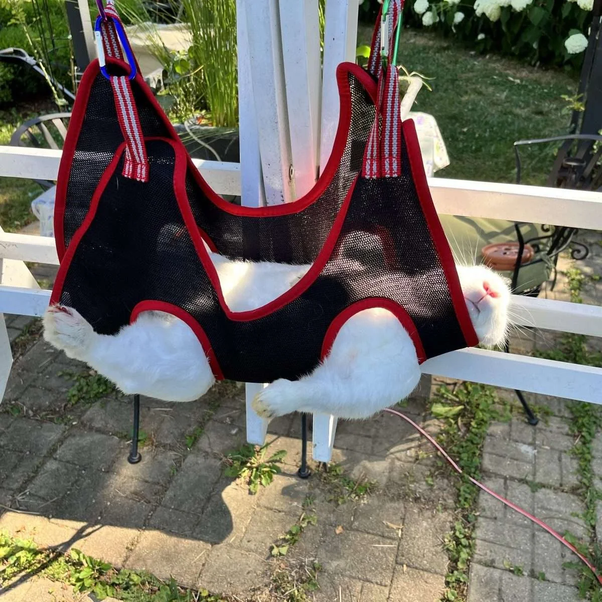 Rabbit in a paw trimming sling