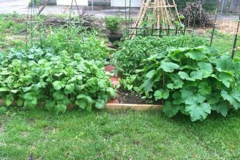 My First Garden